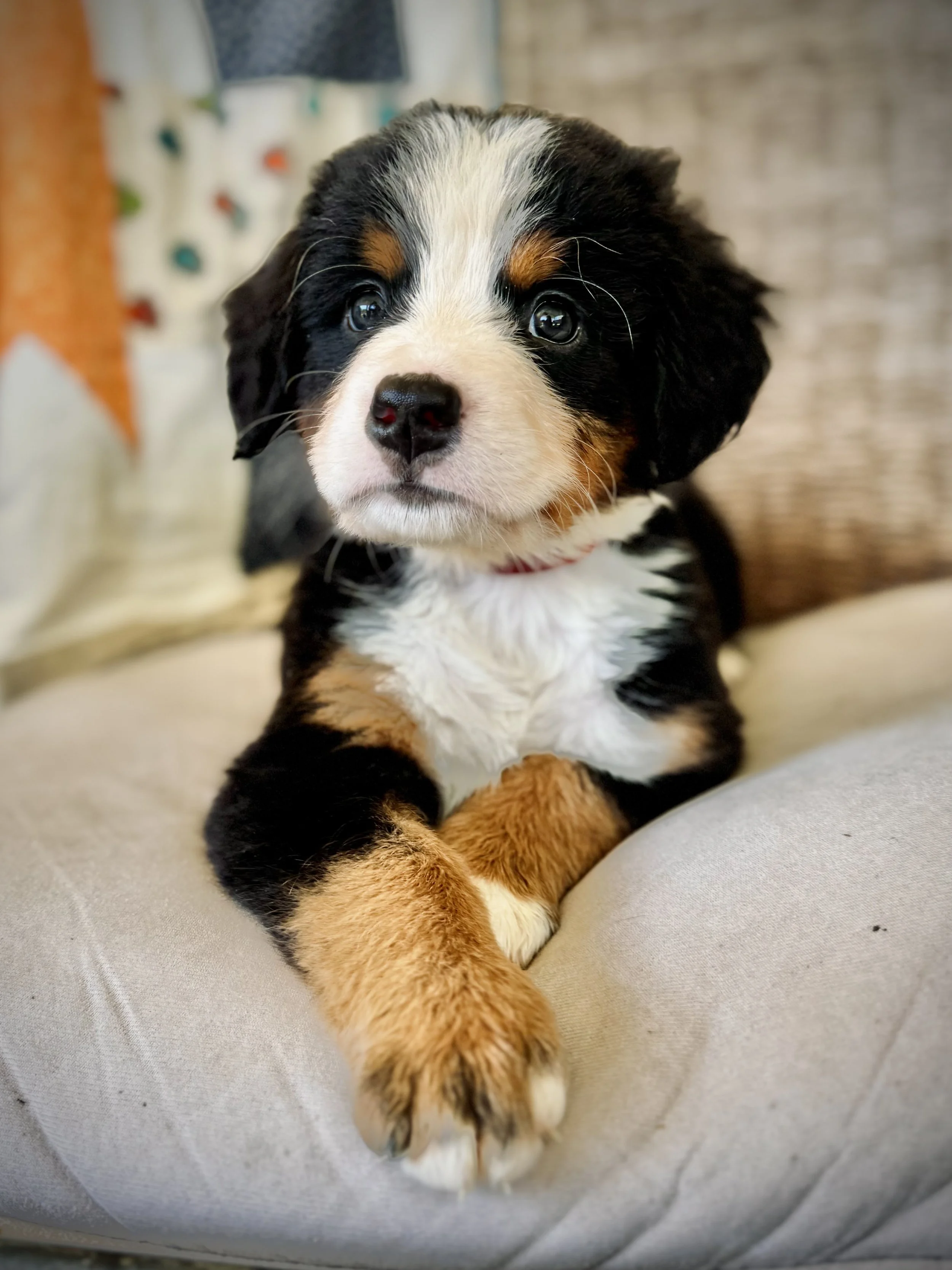 Bernese mountain dog puppy