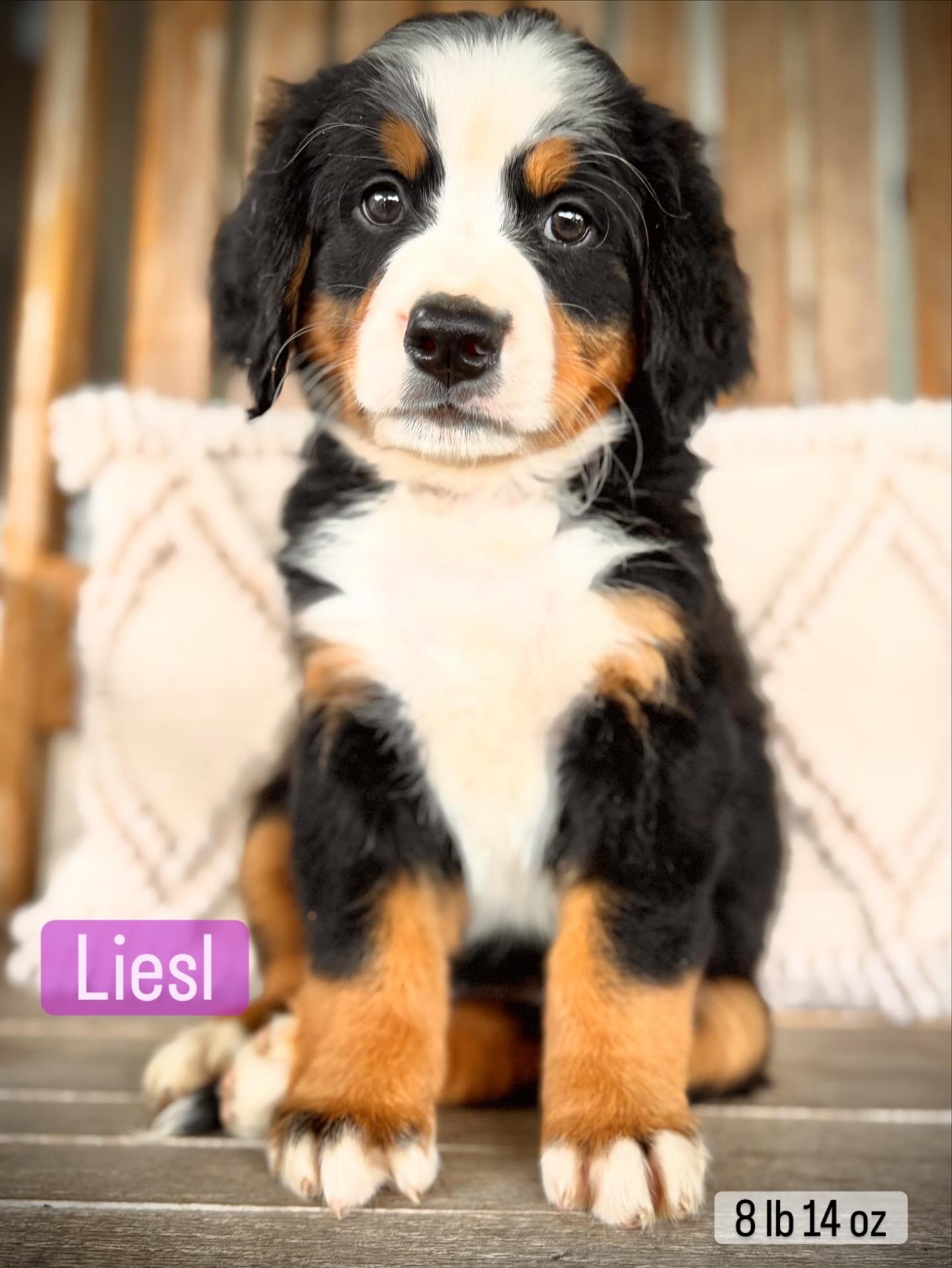 Adorable Bernese Mountain Dog puppy with black, white, and brown fur, sitting on a wooden surface with a wooden background. The puppy's name is Liesl and it weighs 8 pounds 14 ounces.