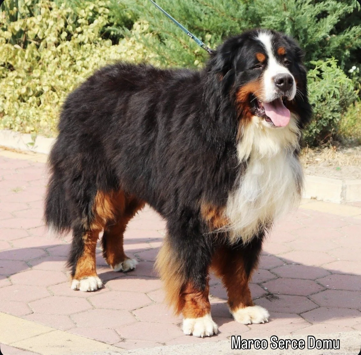 A large Bernese Mountain Dog with a thick black coat, white chest, and brown markings on its legs, face, and eyebrows, standing outdoors on a paved surface with green bushes in the background.