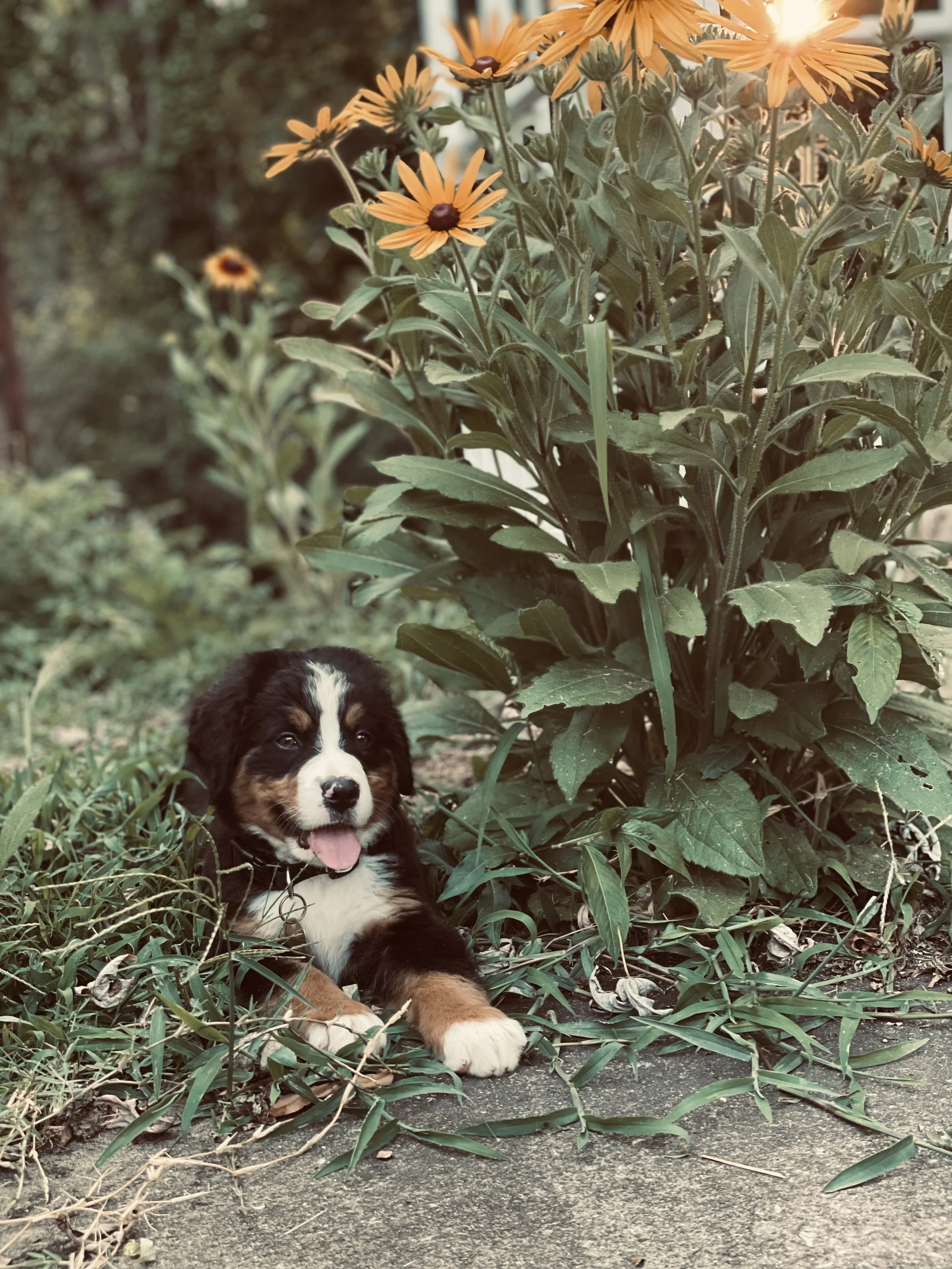 A cute Bernese Mountain Dog puppy lying on the ground beside a large flower bush with yellow flowers.