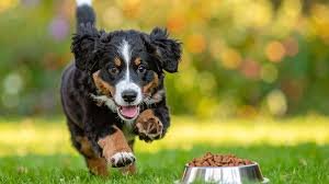 Dog running towards food bowl outdoors with a blurred background of trees and grass.