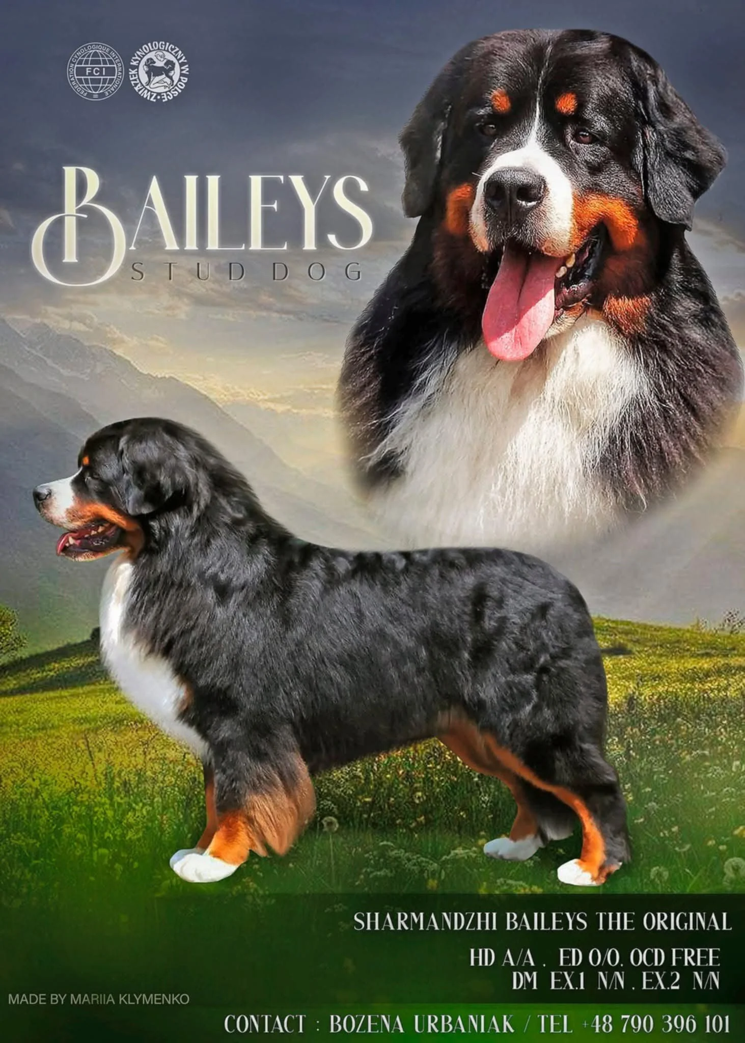 Poster featuring two Bernese mountain dogs against a landscape background. Overlays include logos and text promoting a dog breeding or kennel business.