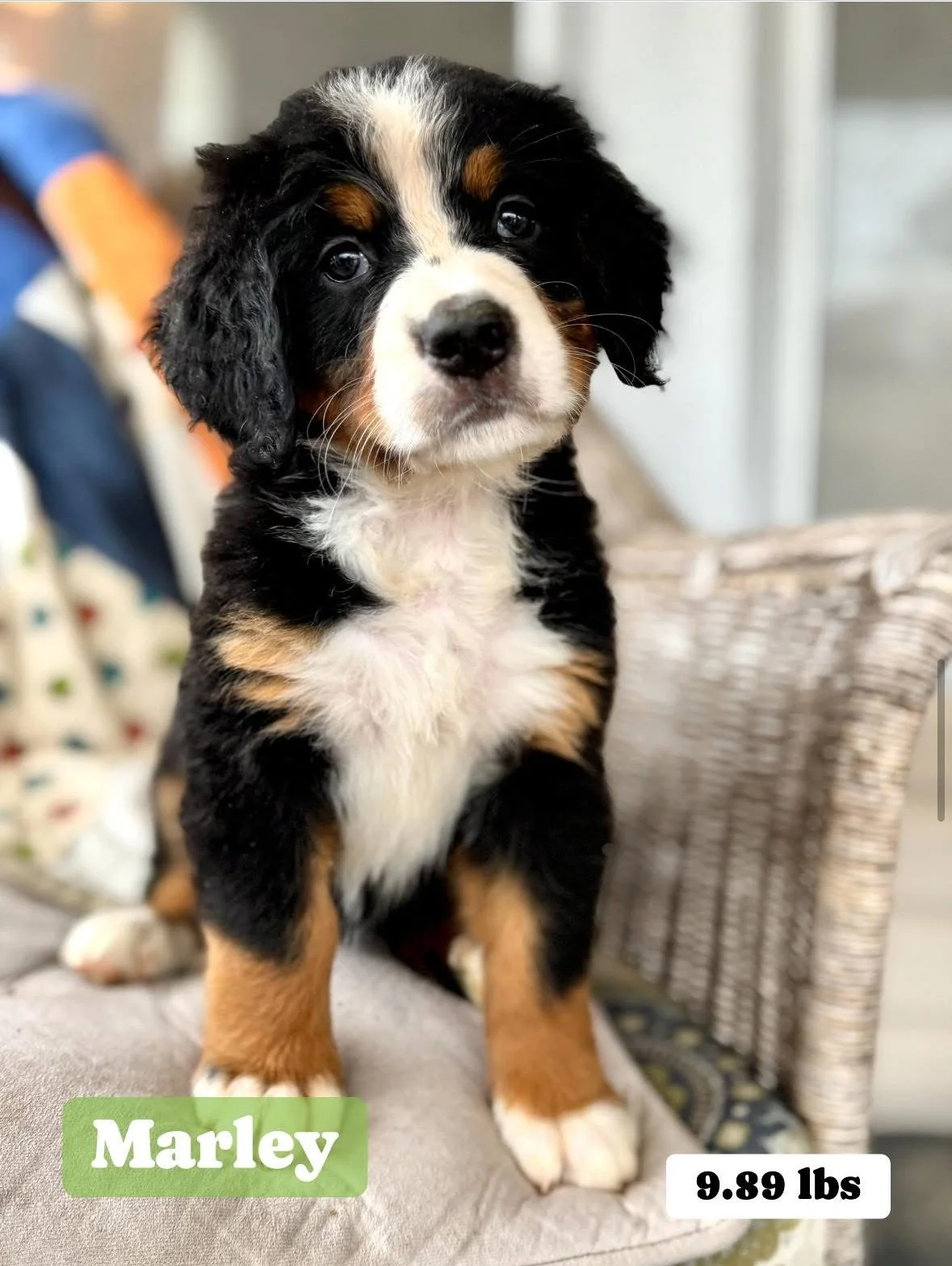 Bernese Mountain Dog