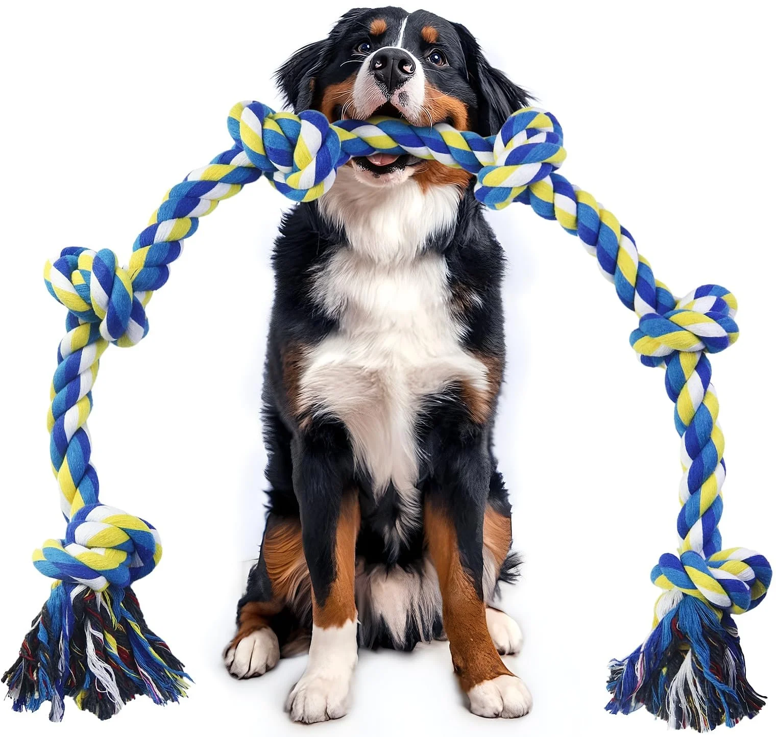 A Bernese Mountain Dog sitting with a large blue, yellow, and white rope toy in its mouth, against a white background.