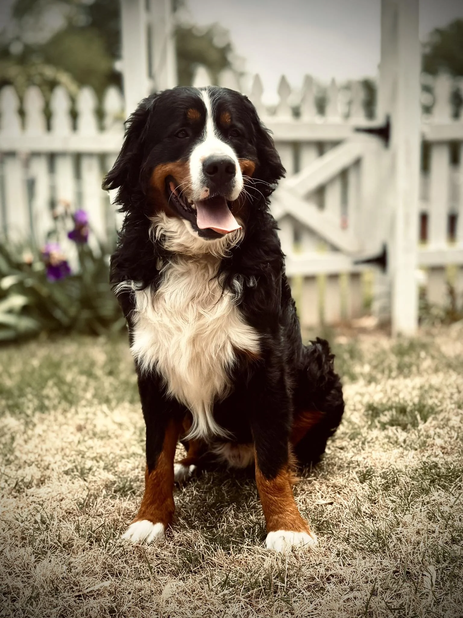 A Bernese Mountain Dog sitting on grass in a backyard with a white picket fence and purple flowers in the background.
