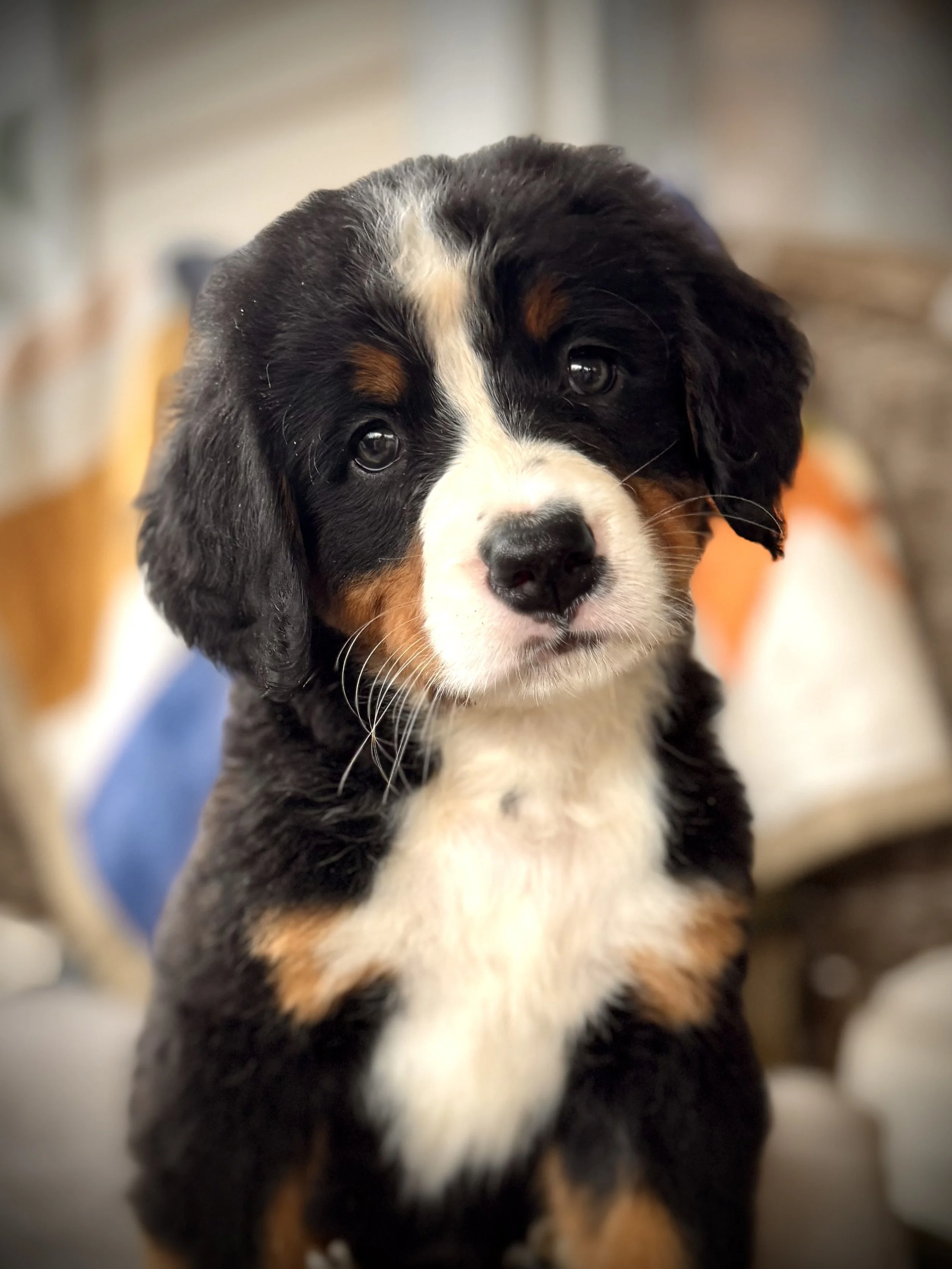 Bernese Mountain Dog puppy