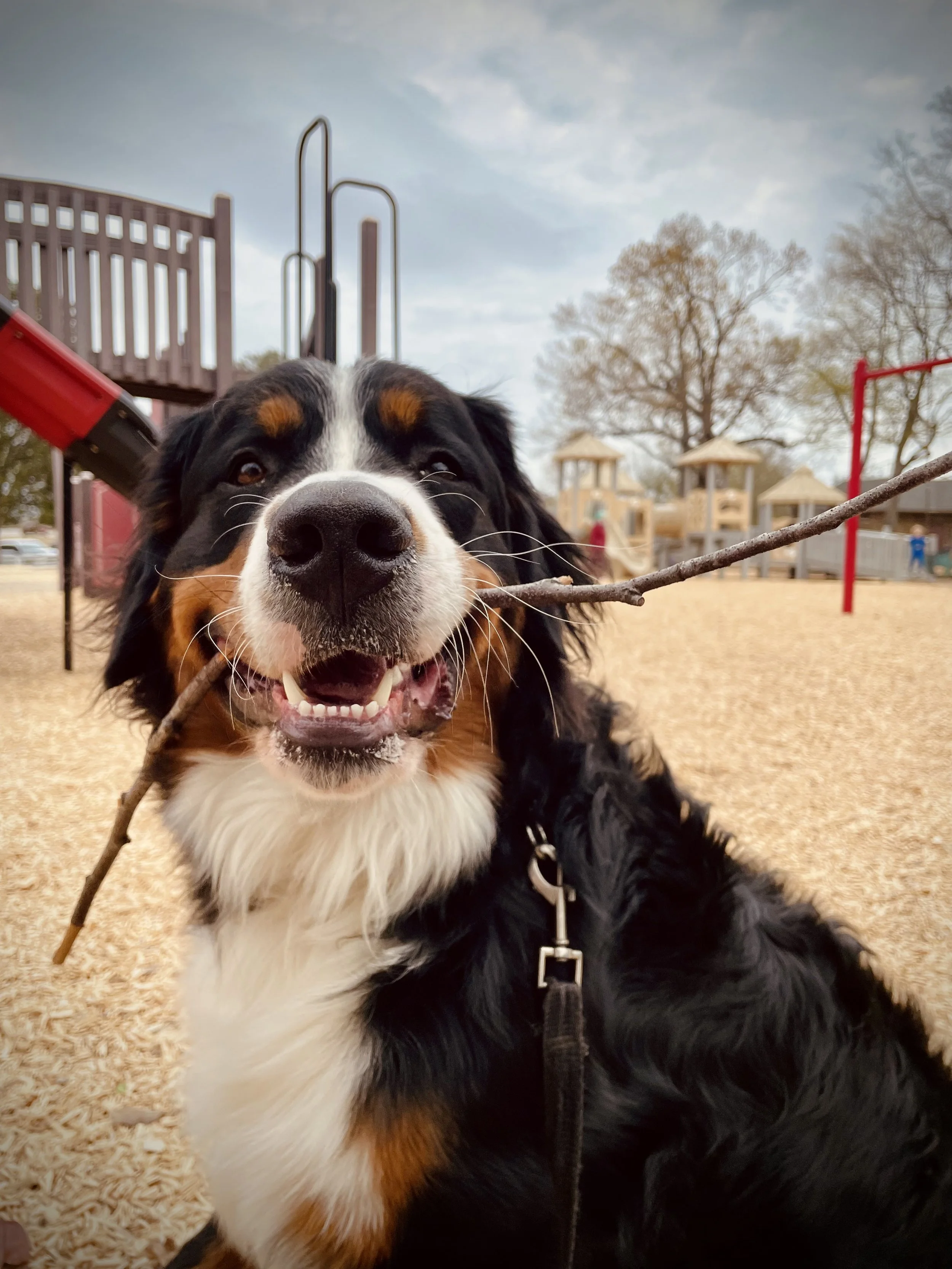 A happy Bernese Mountain Dog smiling with a stick in its mouth at a playground.