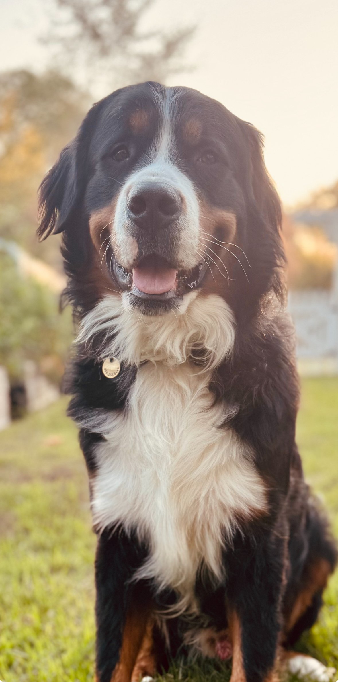 Bernese Mountain Dog