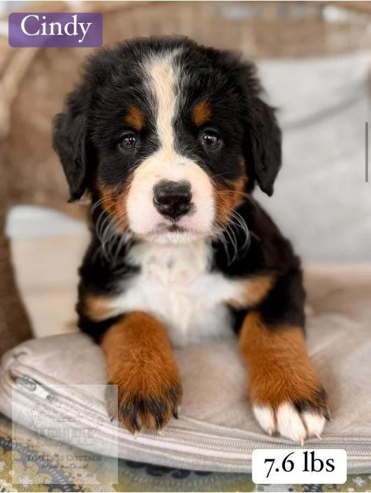 Bernese Mountain Dog
