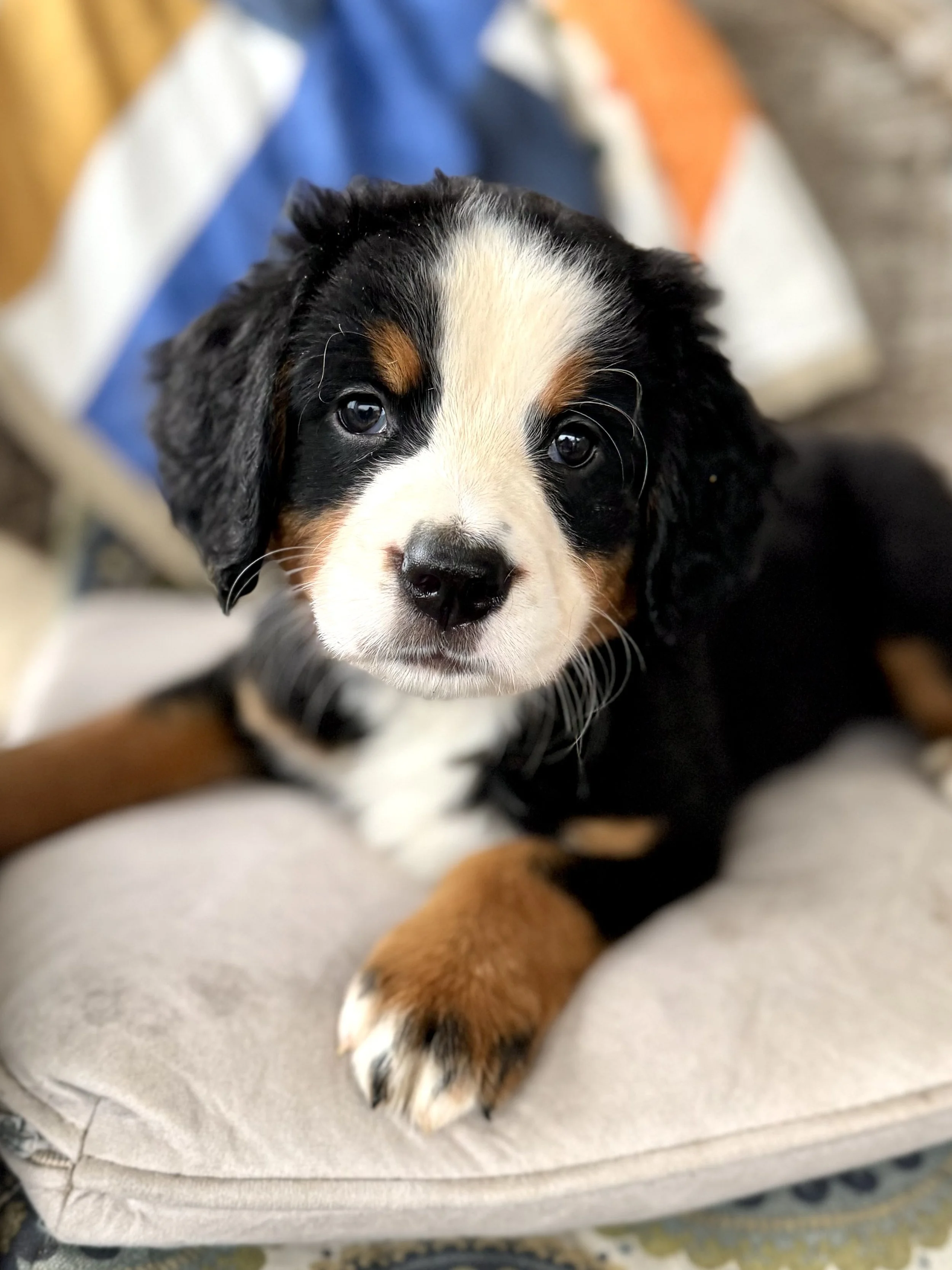 Bernese Mountain Dog in Alabama