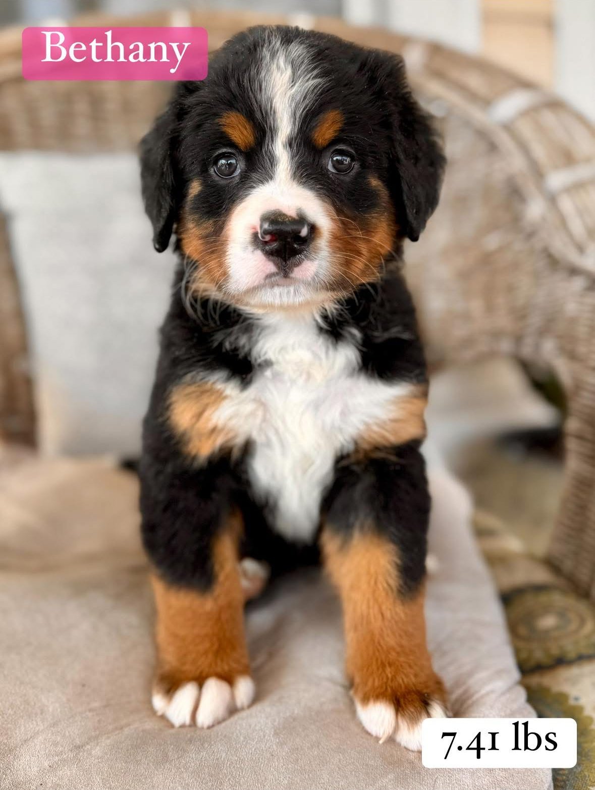 Bernese Mountain Dog