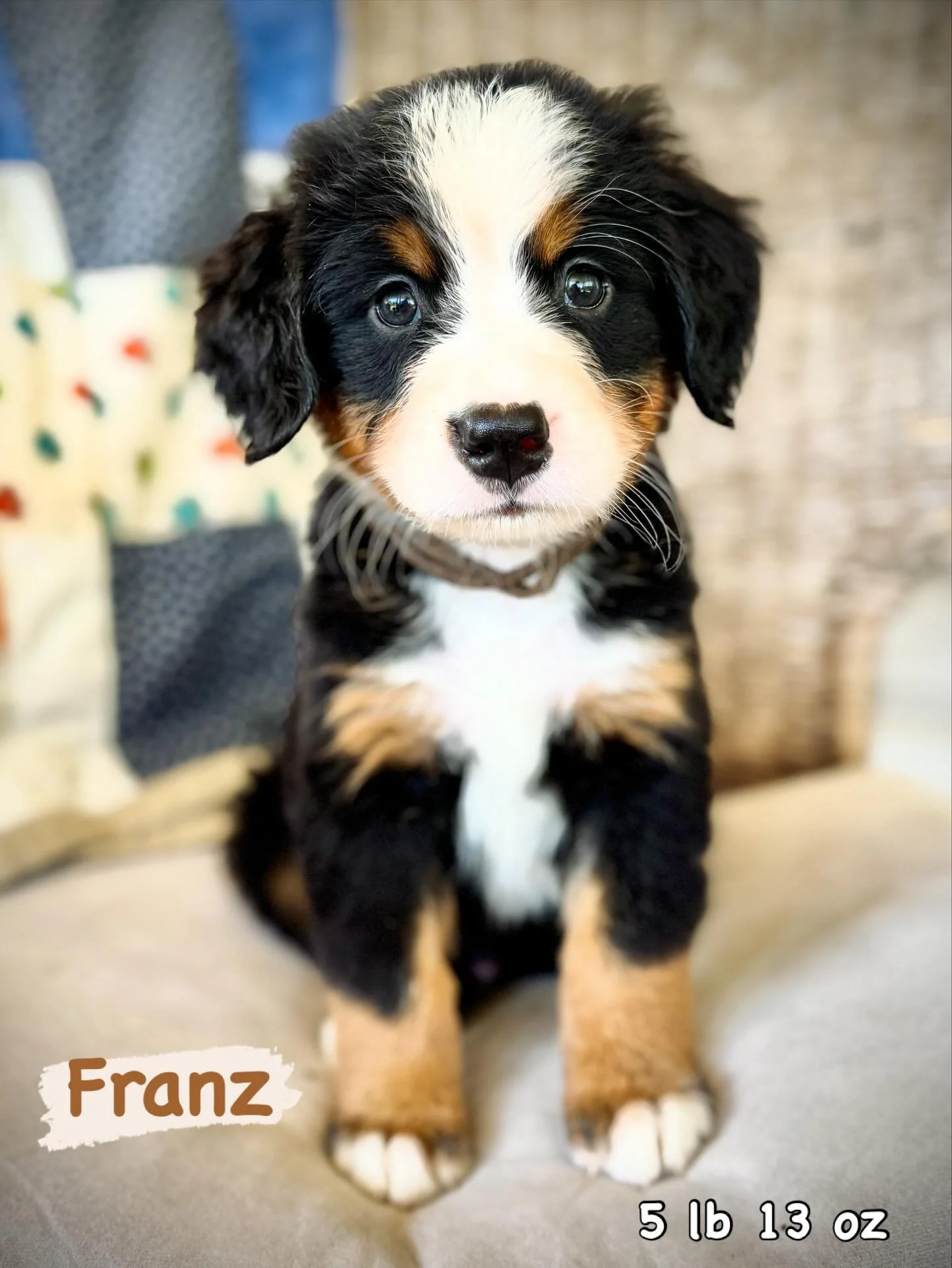 Bernese Mountain Dog in Georgia