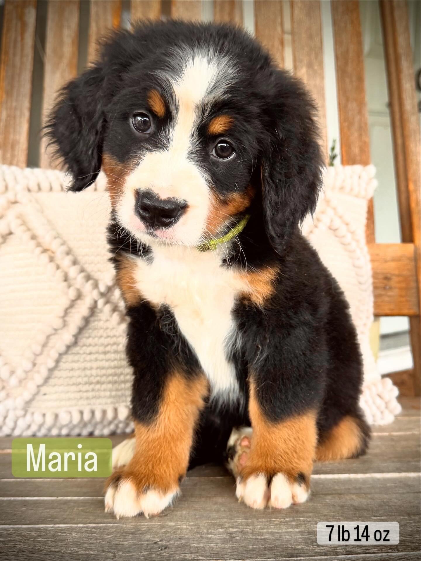 Bernese Mountain Dog in Florida