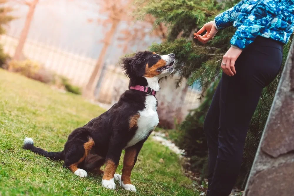 A person in a blue jacket and black pants training a dog in a backyard. The dog is a black, brown, and white puppy sitting on the grass, looking up at the person.