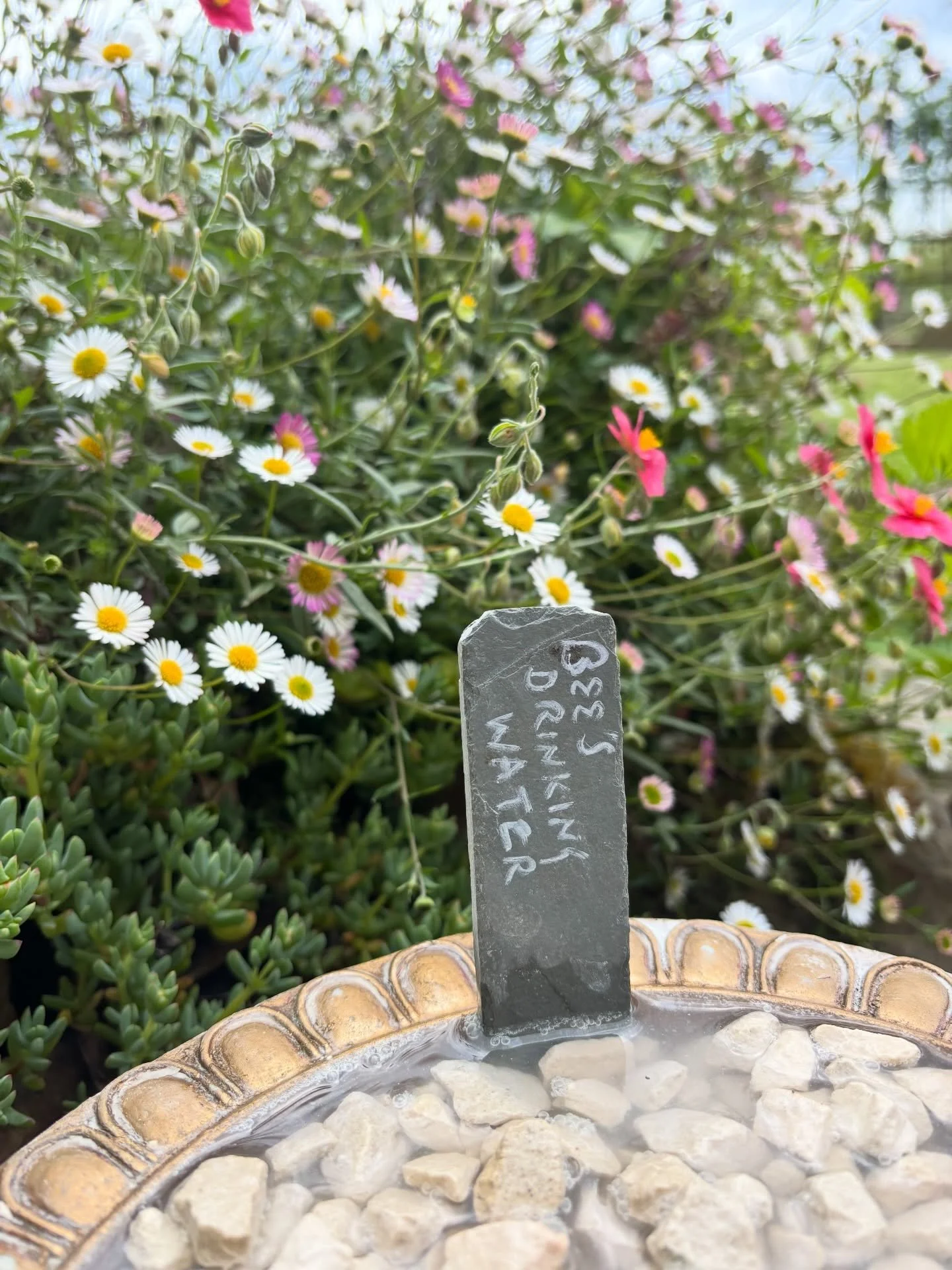 World Bee Day 🐝

If you can take a minute to do one little thing to help the busy bees, simply fill a pot with stones and fill with water for them to drink 🥤 

And before you say anything, the bees in our garden can read &hellip;🐝💫🪄✨

Love the b