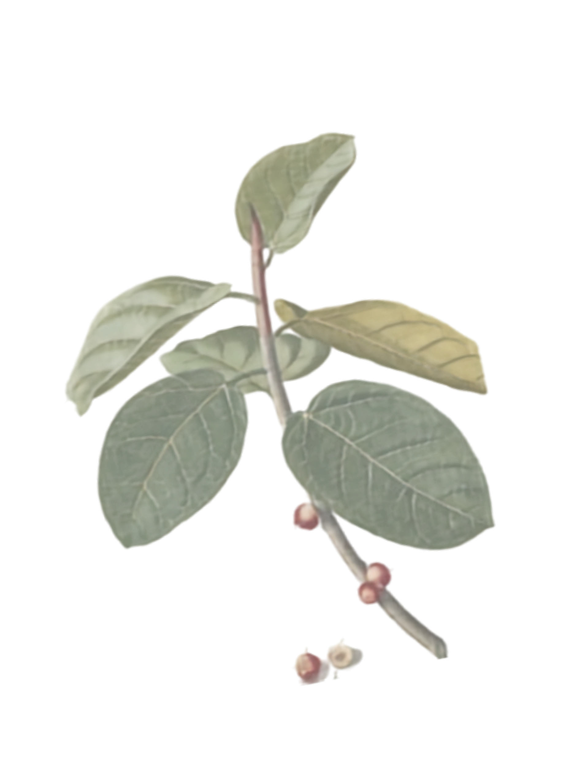 Botanical drawing of a leafy branch with small berries