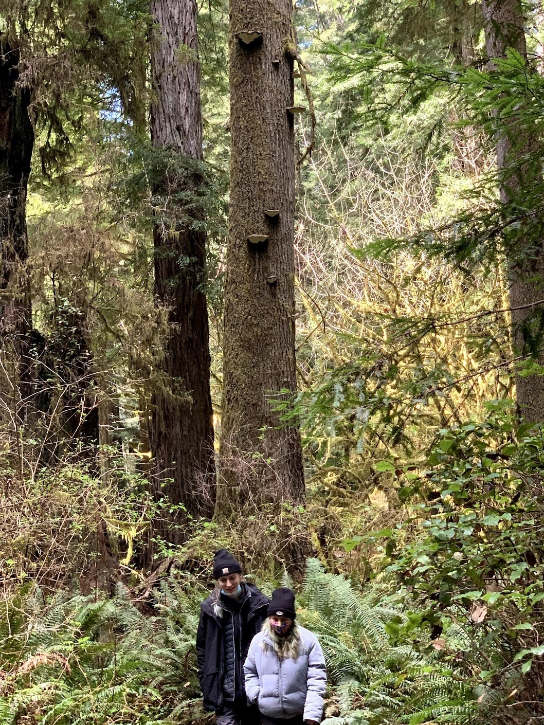 Redwood National Park