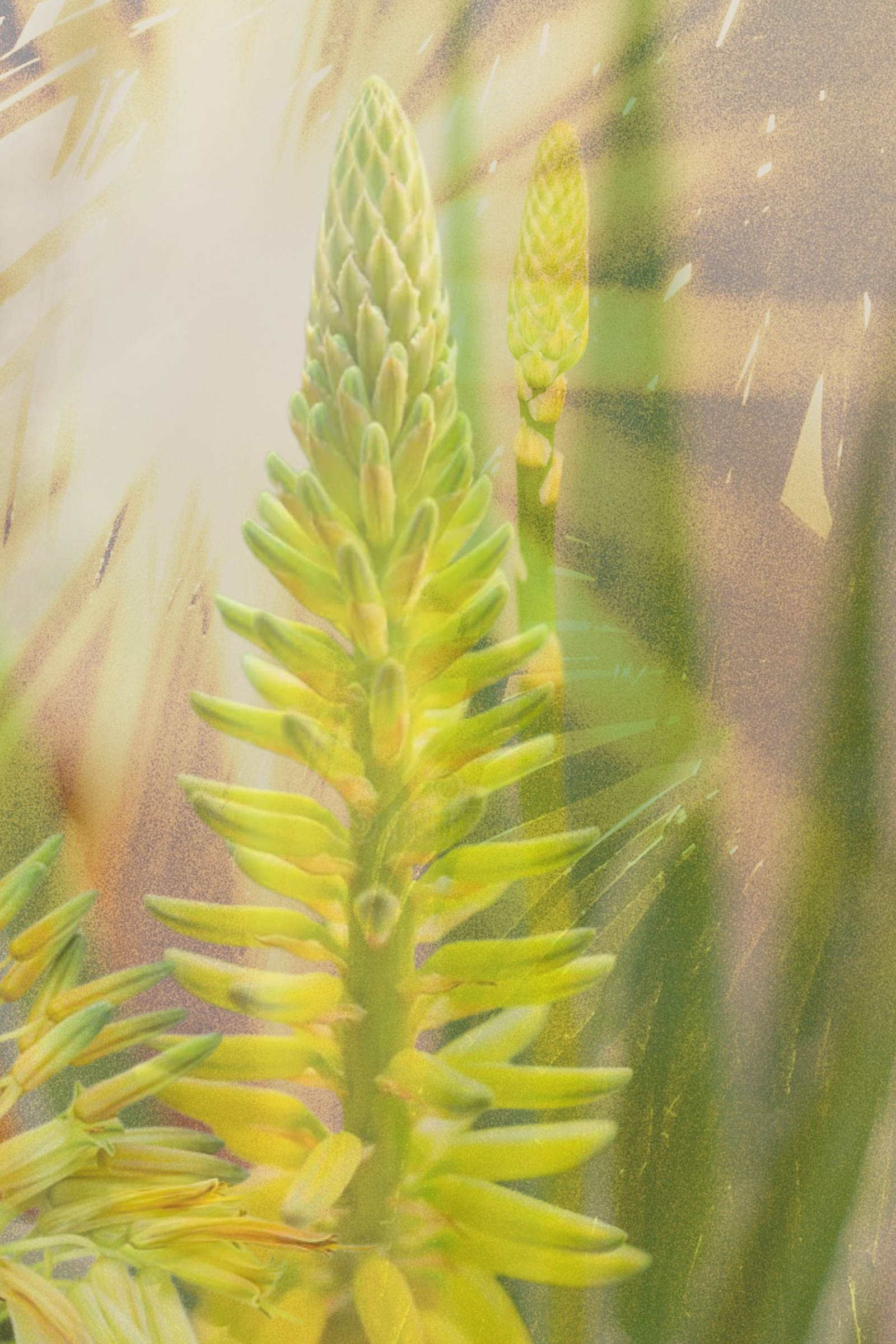 Soleil-1.png