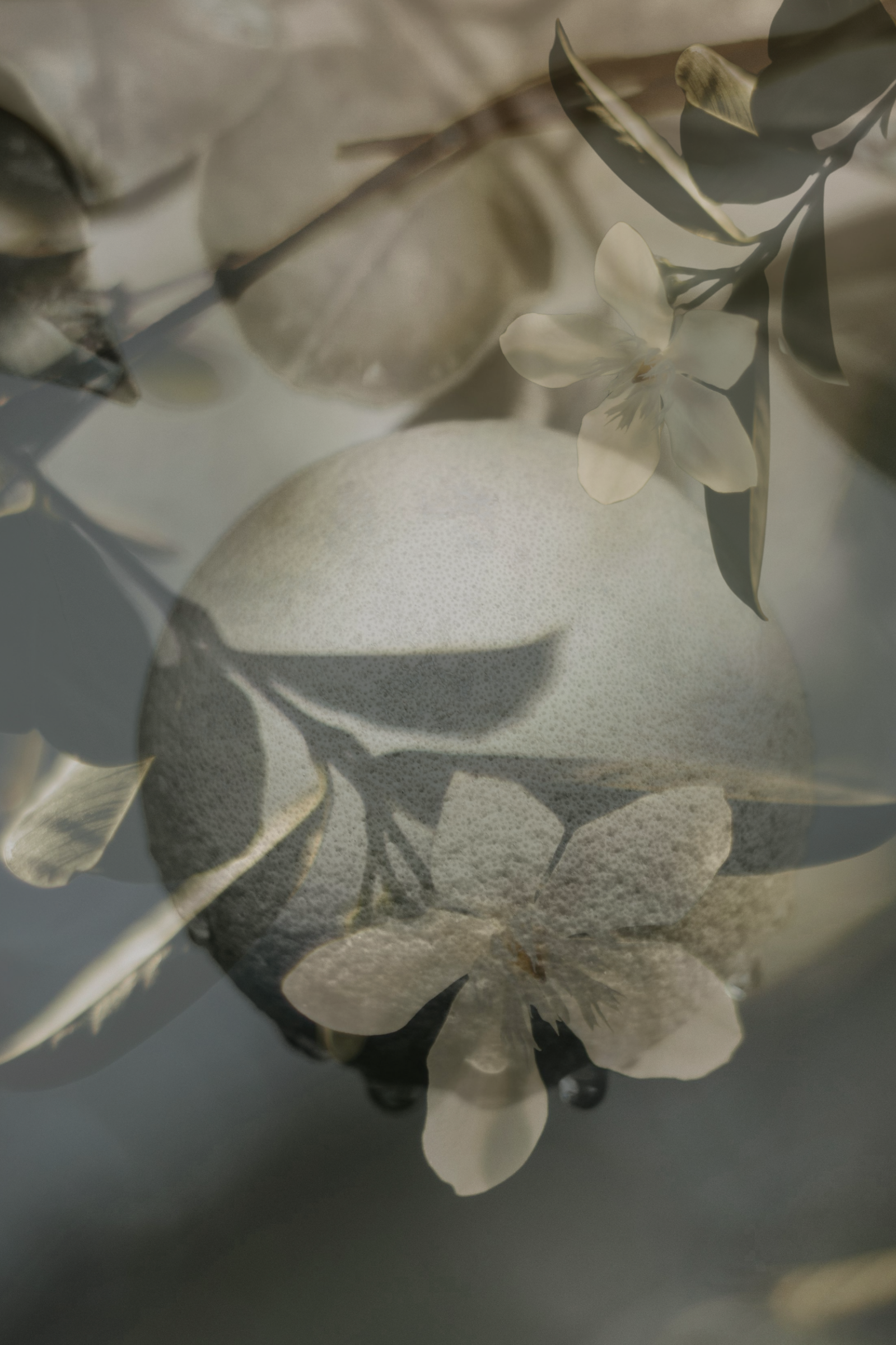 Dew-1.png (Copy)