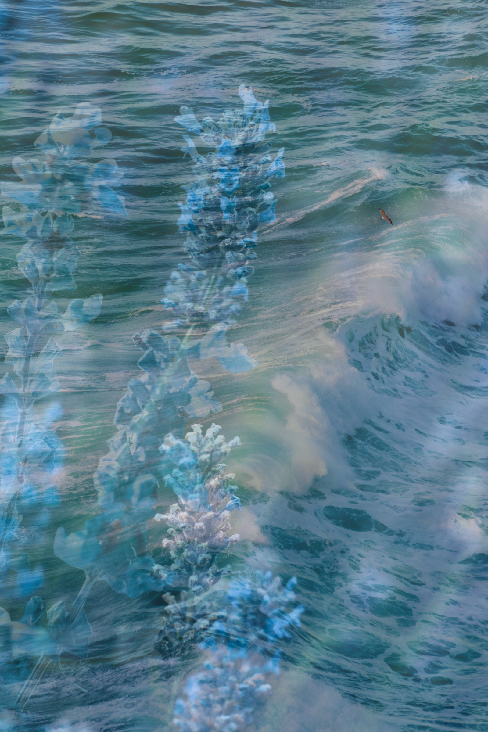 Surf-1.png