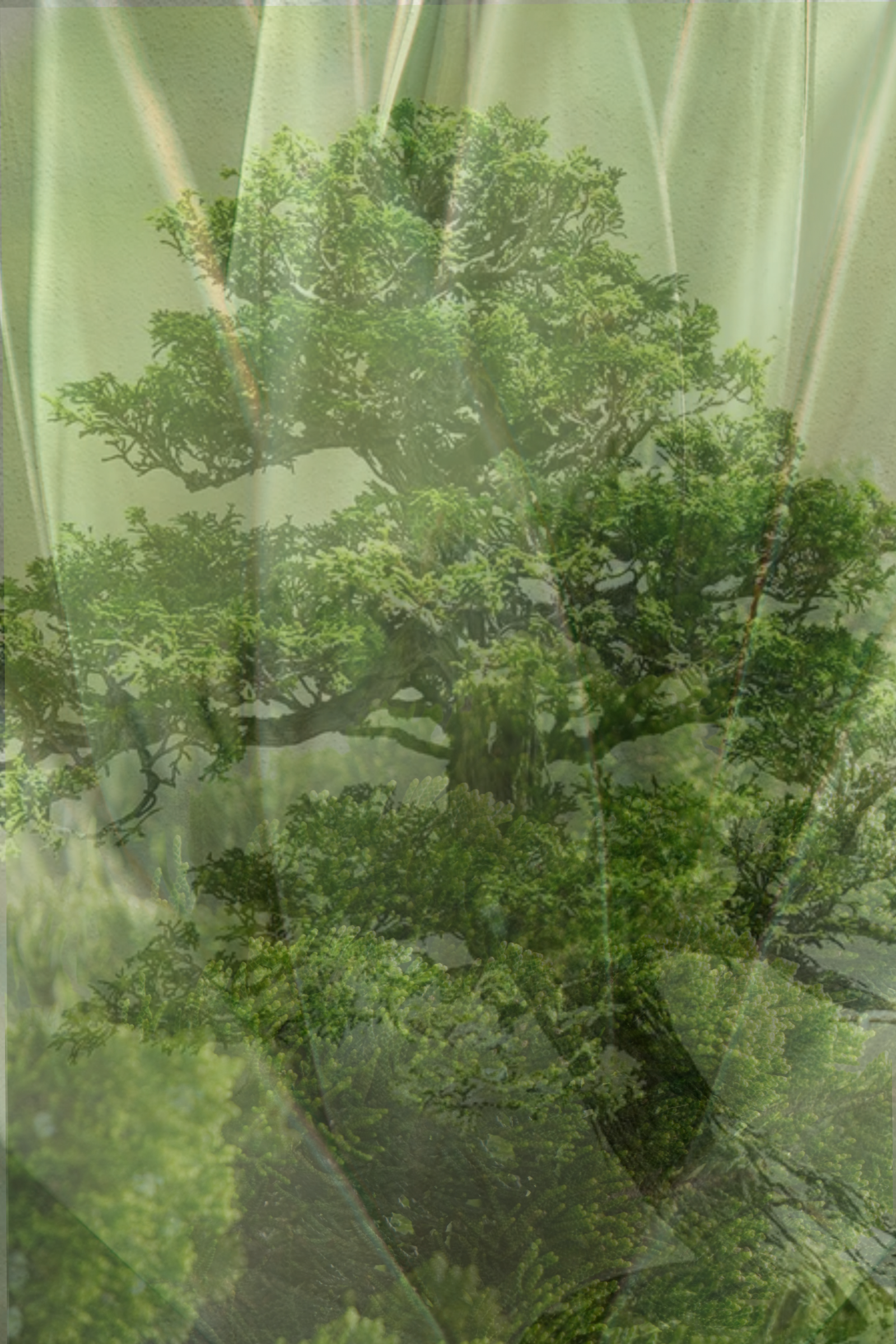 Hinoki-1.png (Copy)