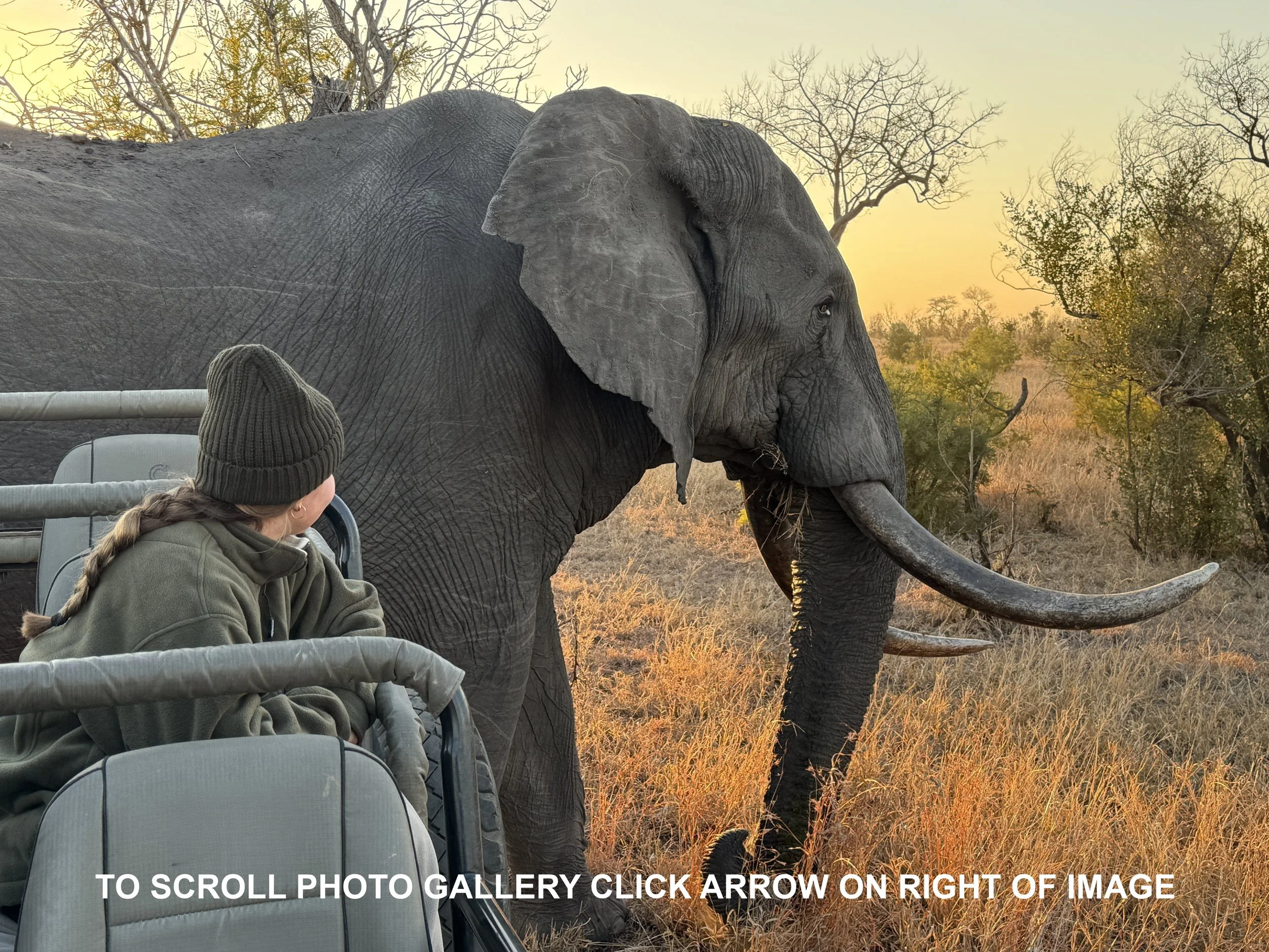 Safari vehcile with elephant wording.jpg