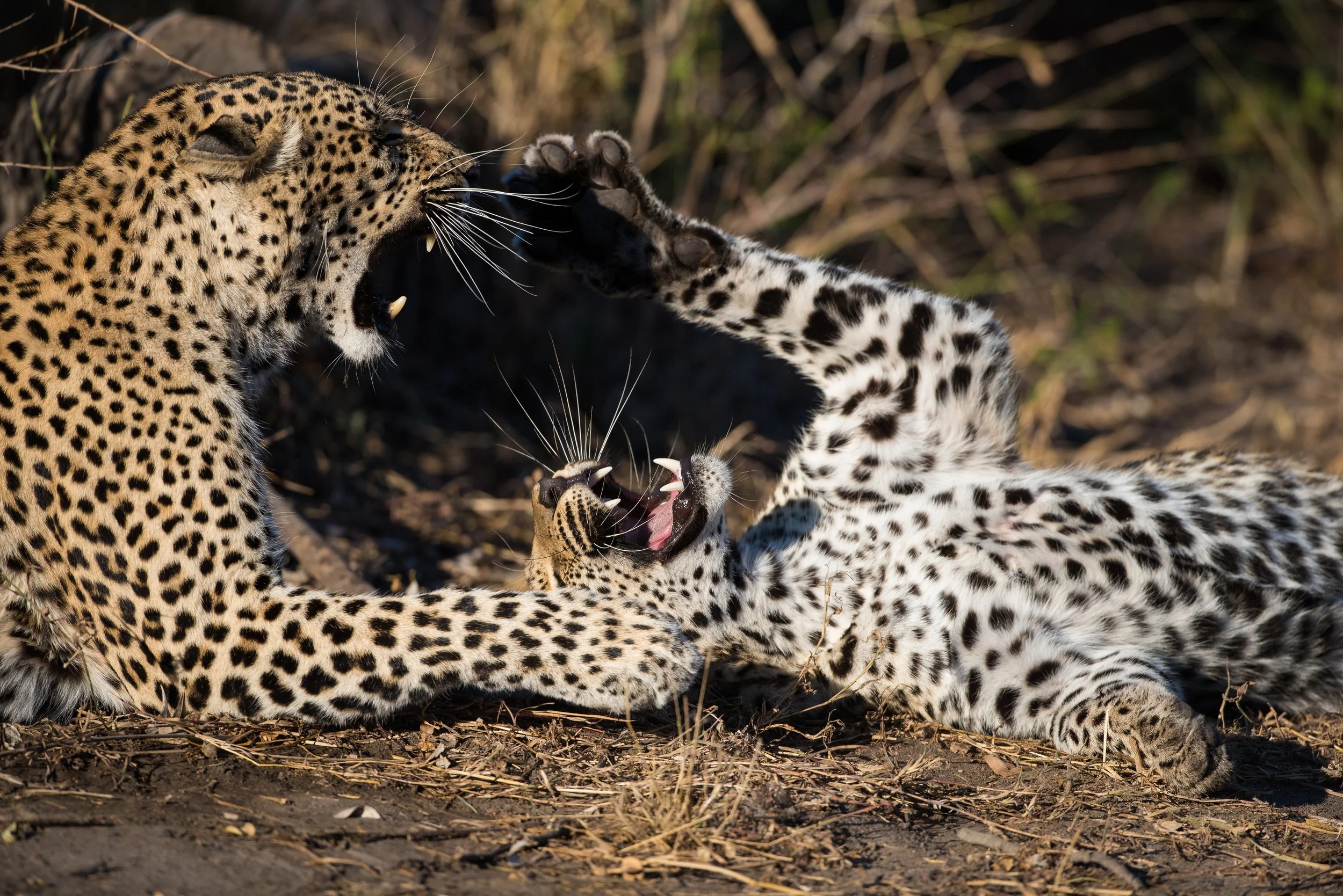 Two leopards play fighting in the Sabi Sands private reserve, South Africa