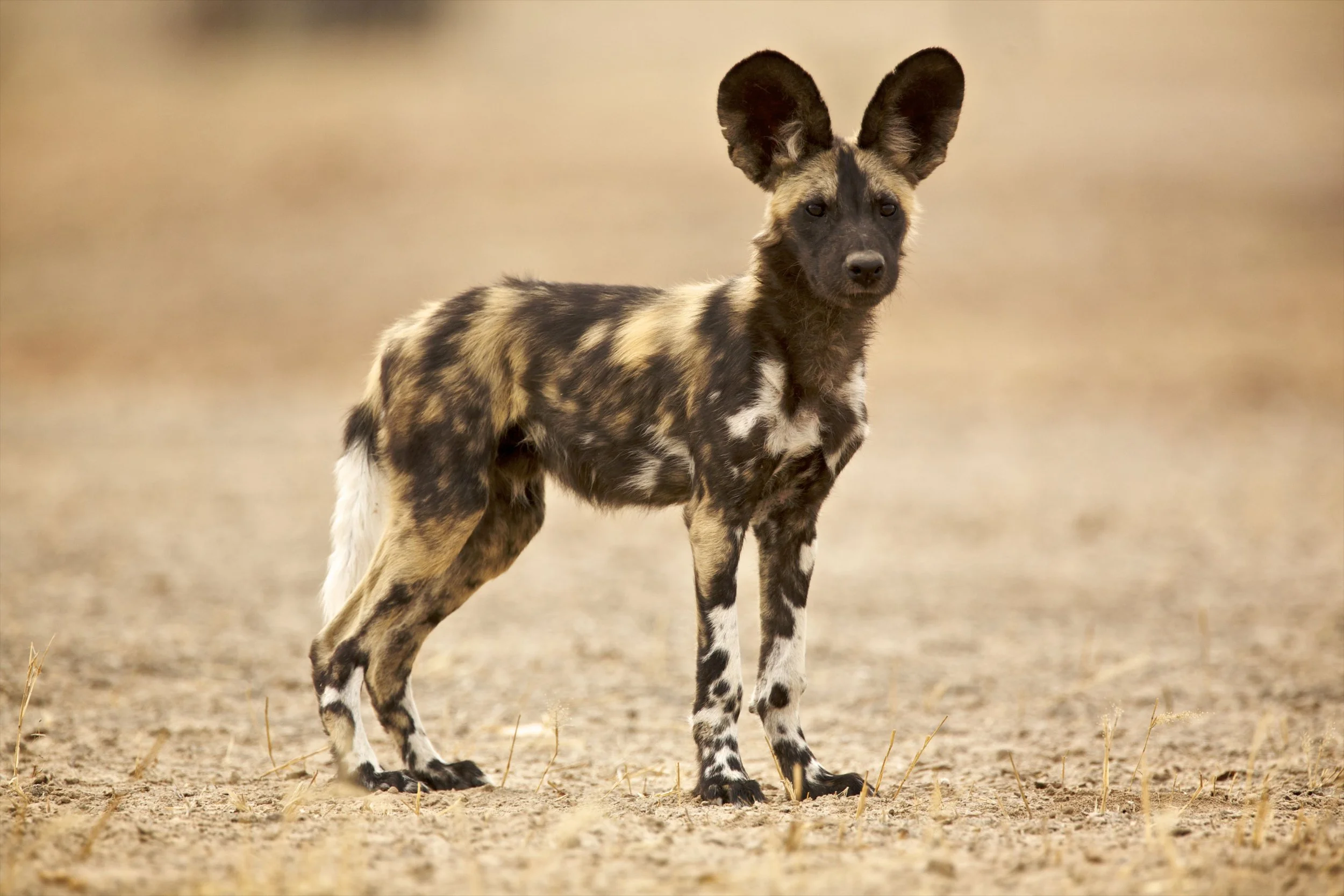 wild-dog---laycaon-pictus---a-young-pup-485205975-5b3b502646e0fb0037cc1d79-1263225354.jpg