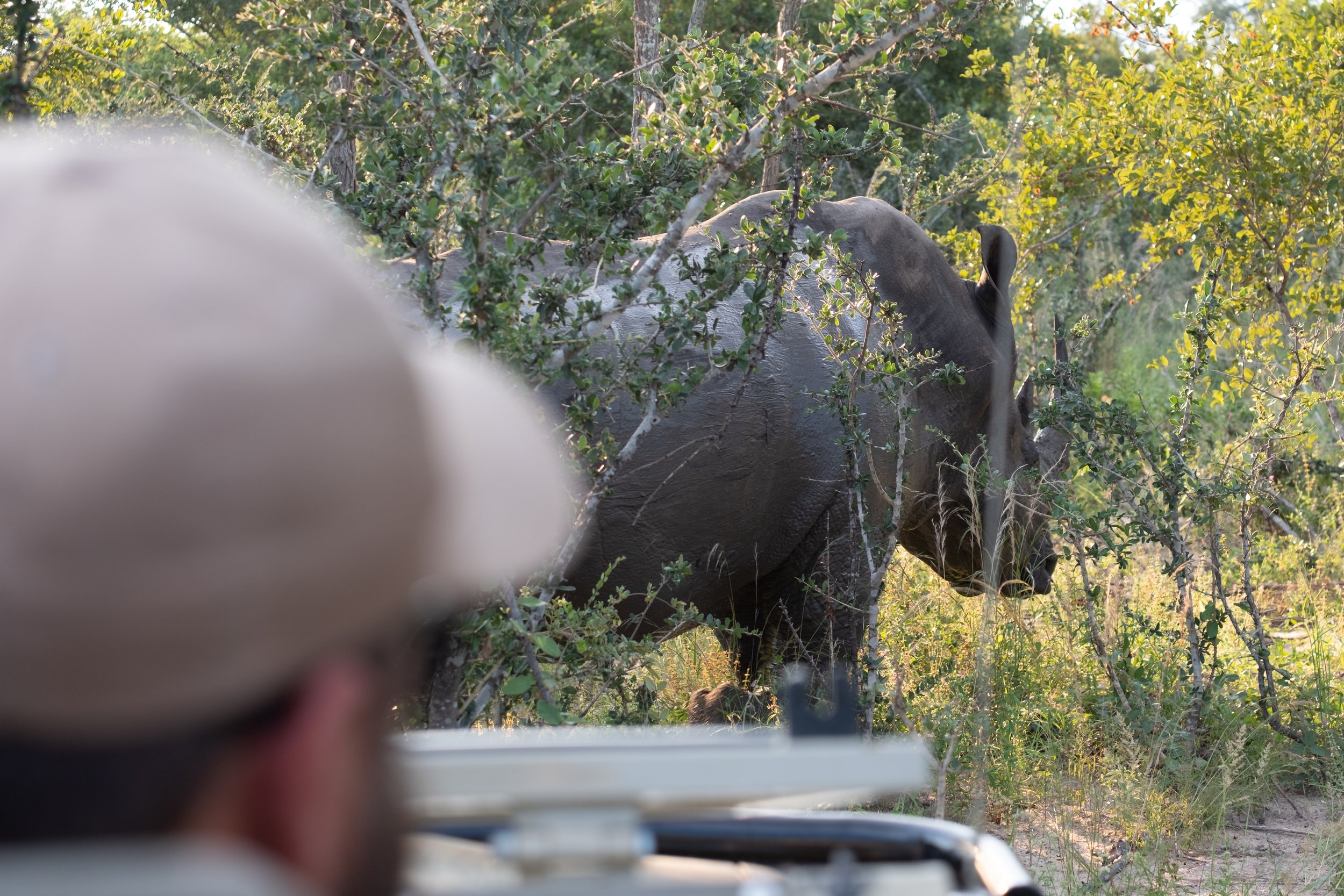 Rhinoceros in dense bushveld vegetation with safari guest observing from an open vehicle in the Sabi Sands, South Africa
