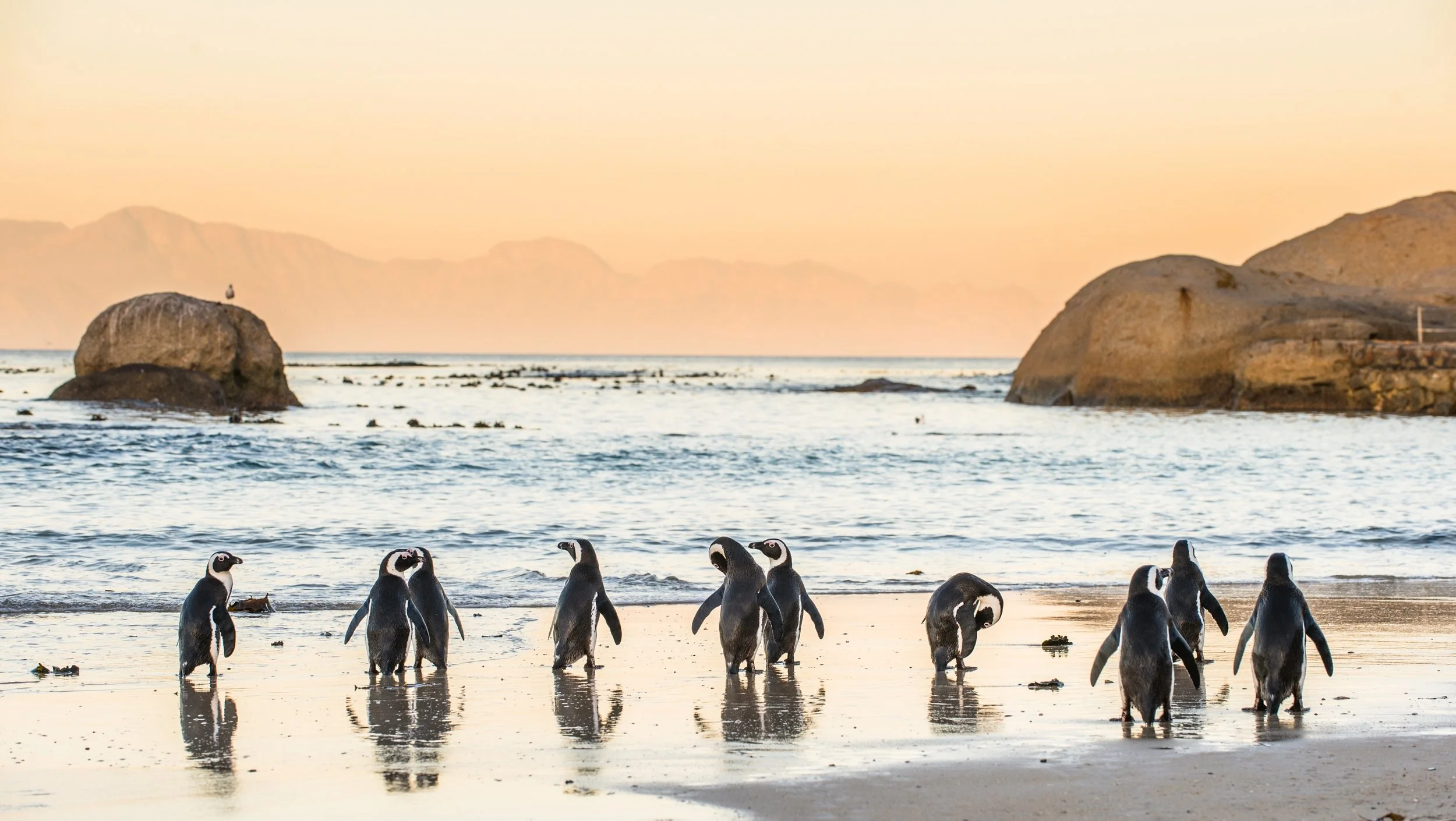 penguins on boulders beach.jpg