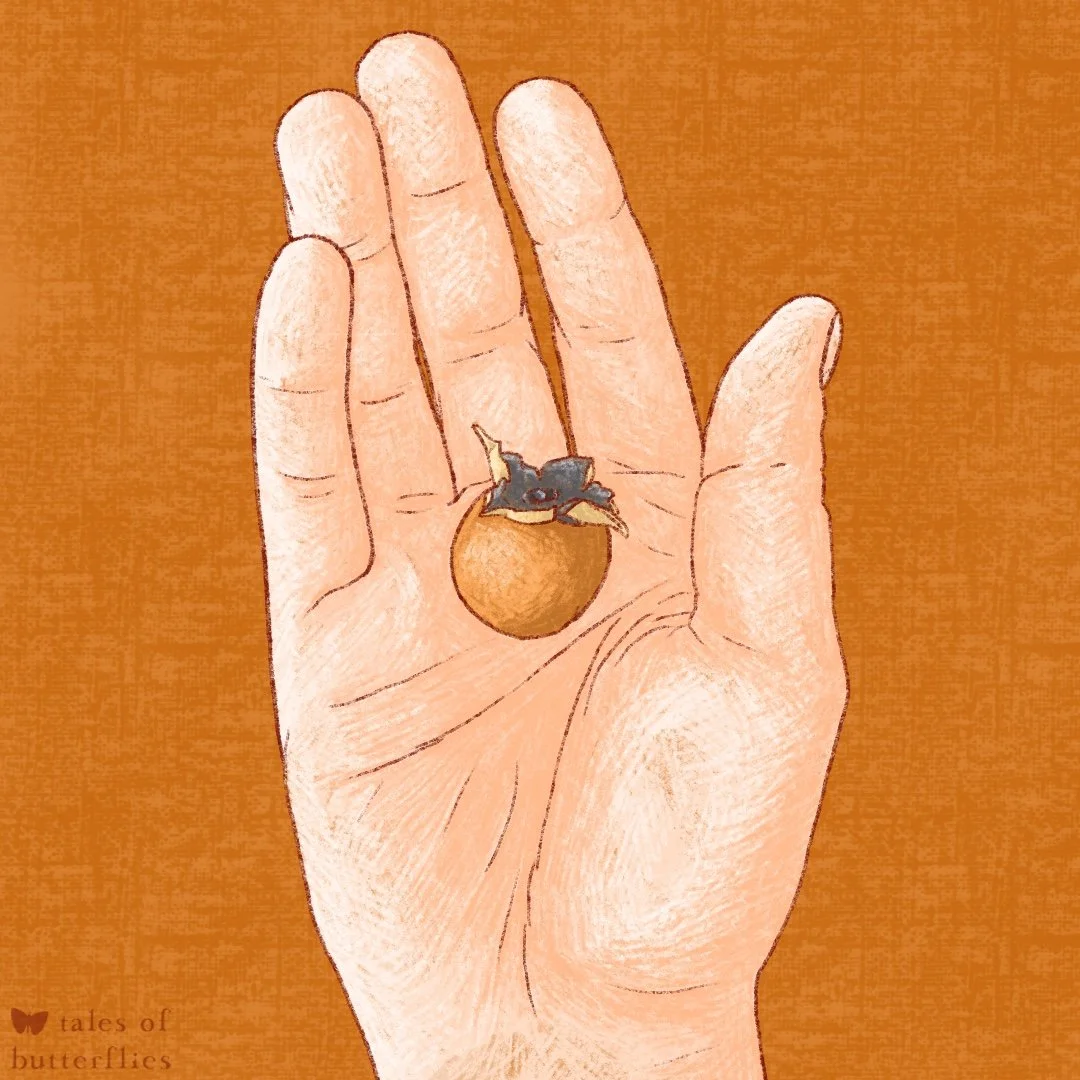 "persimmon season" rotoscope animation hand-illustrated in Procreate using Animation Assist