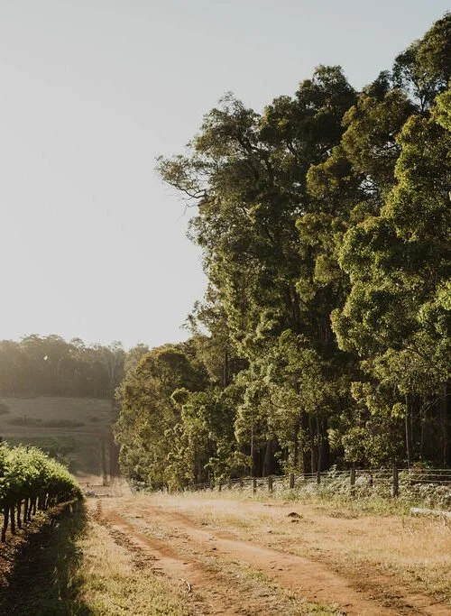 TalismanWines-ParisHawkenPhotography-109-500x683.jpg