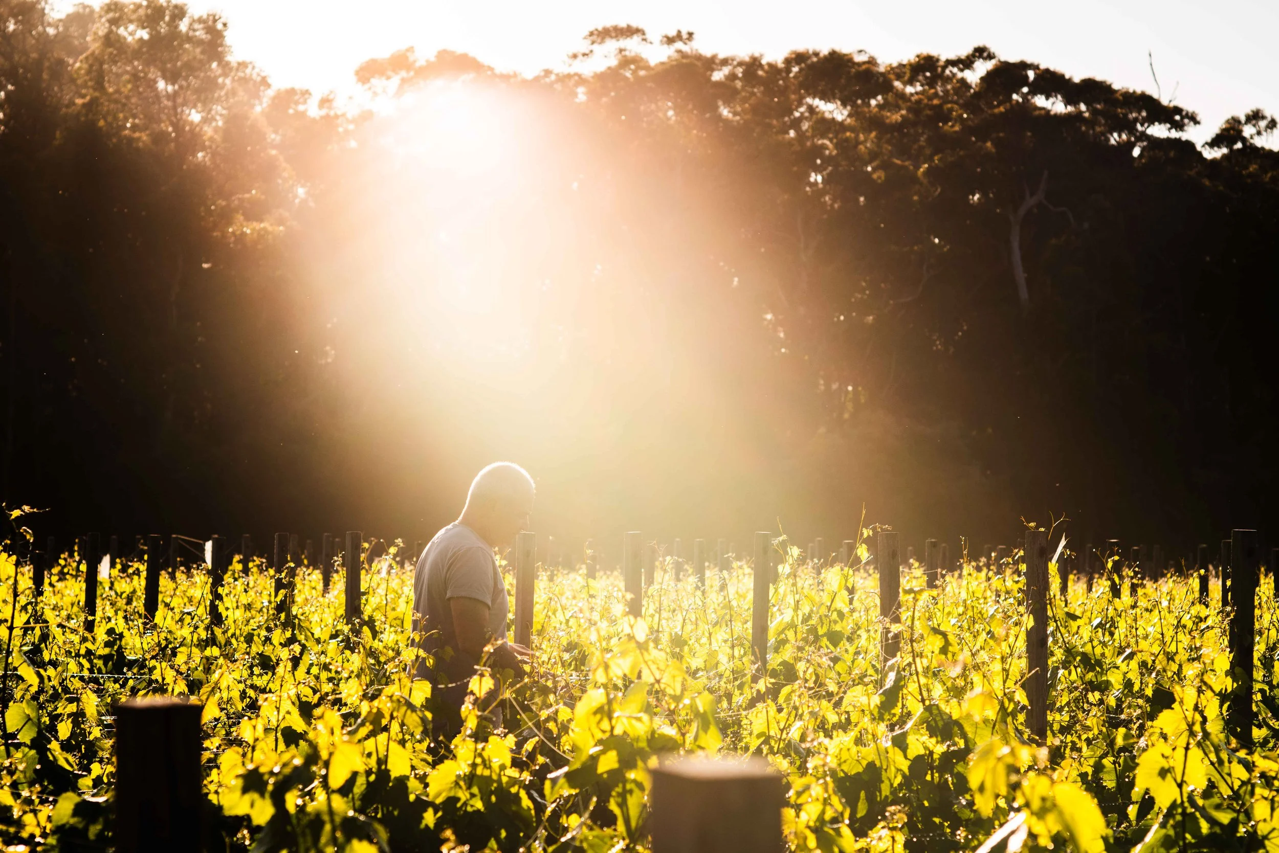 Will Berliner in the vines.JPG