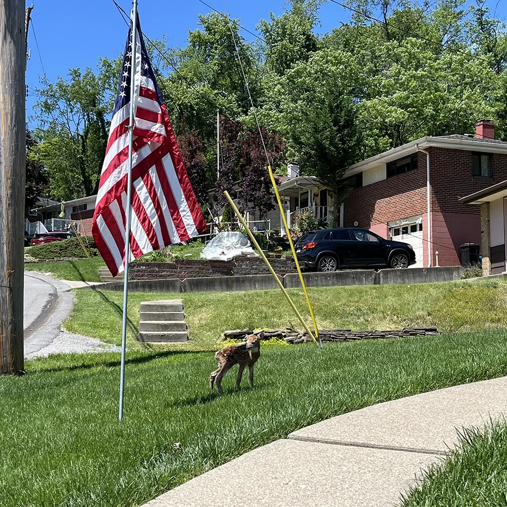 New Stars and Stripes Over Shannon Subscription
