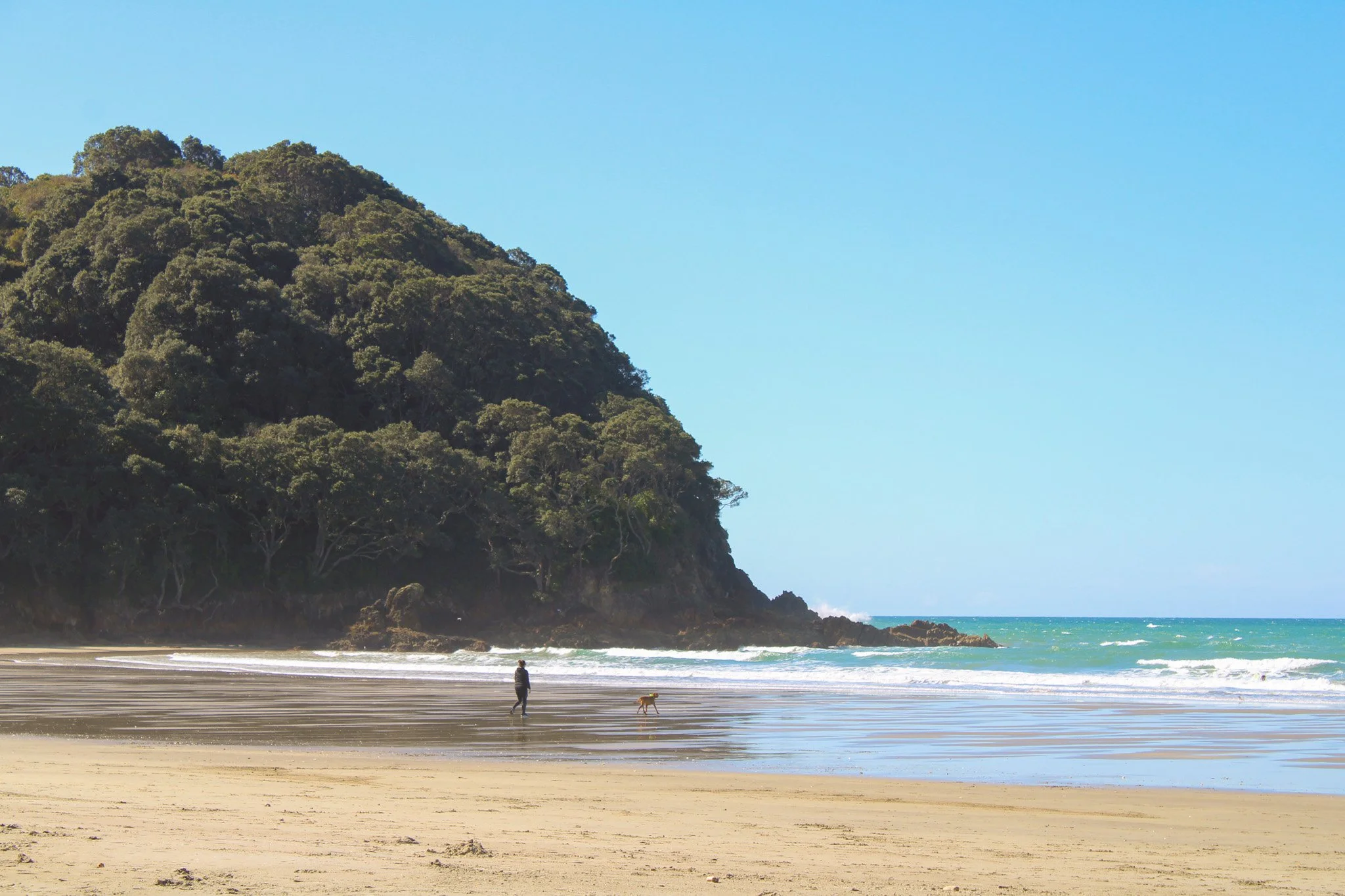 A person walking a dog on a sandy beach near a large green hillside, with waves and a clear blue sky.