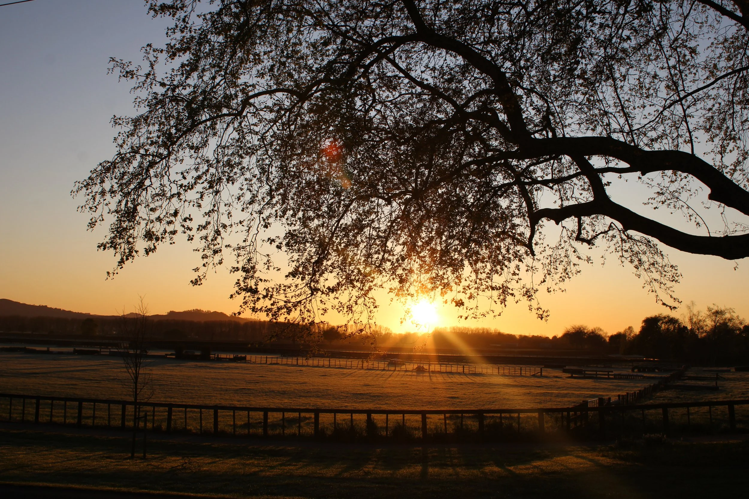 Sunset over a field with trees, with large tree branches in the foreground.