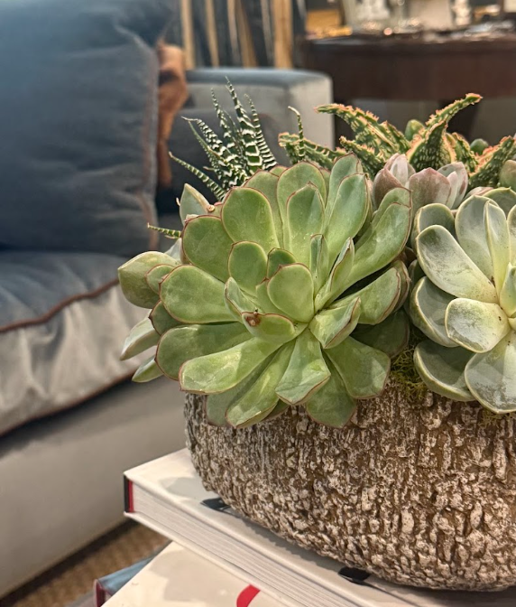 Close-up of succulent plants in a textured, bark-like pot placed on a white book on a table.