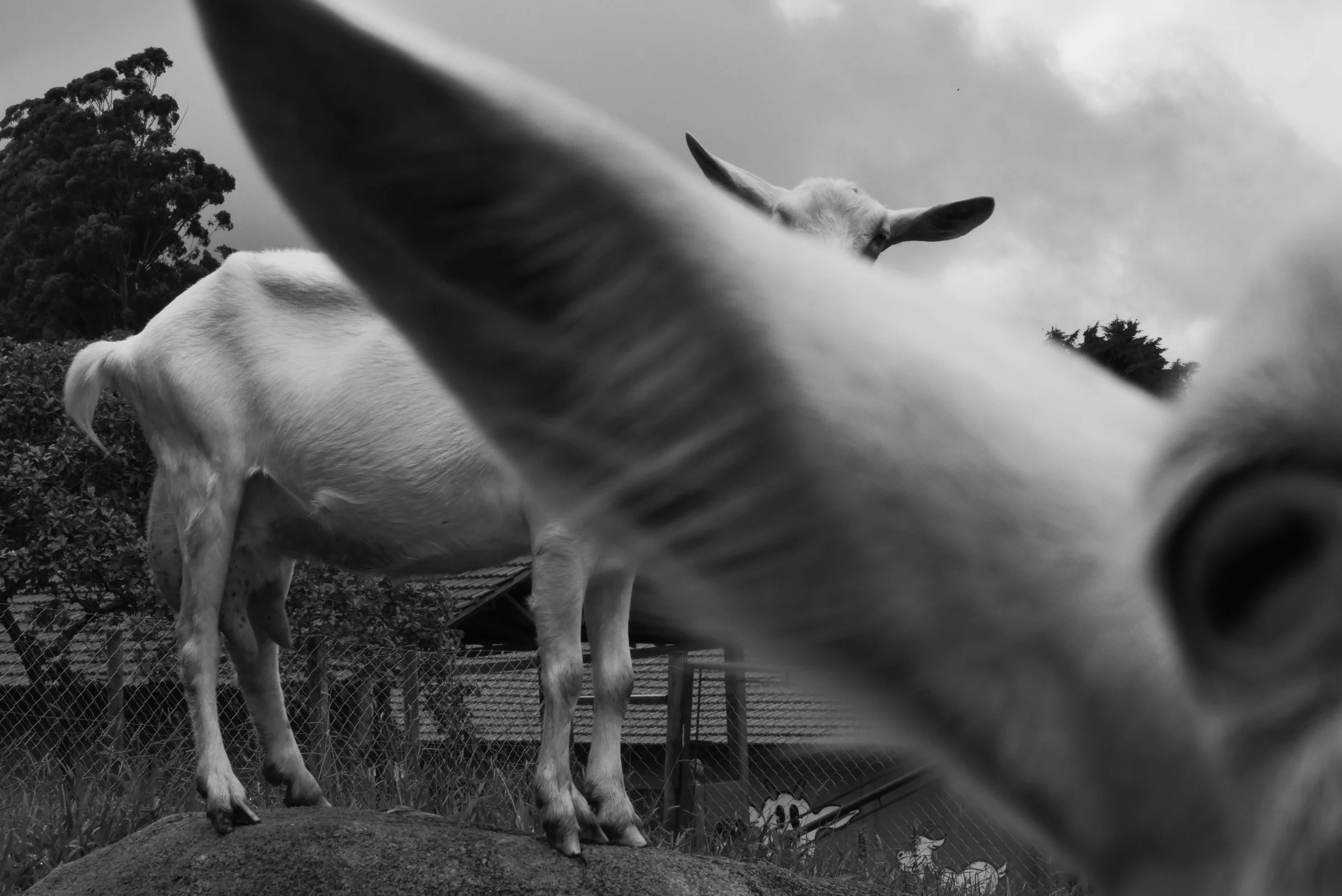 A black and white photo of goats on a farm, one goat close to the camera with part of its face and horn visible, and two others standing on rocks with a fence and trees in the background.