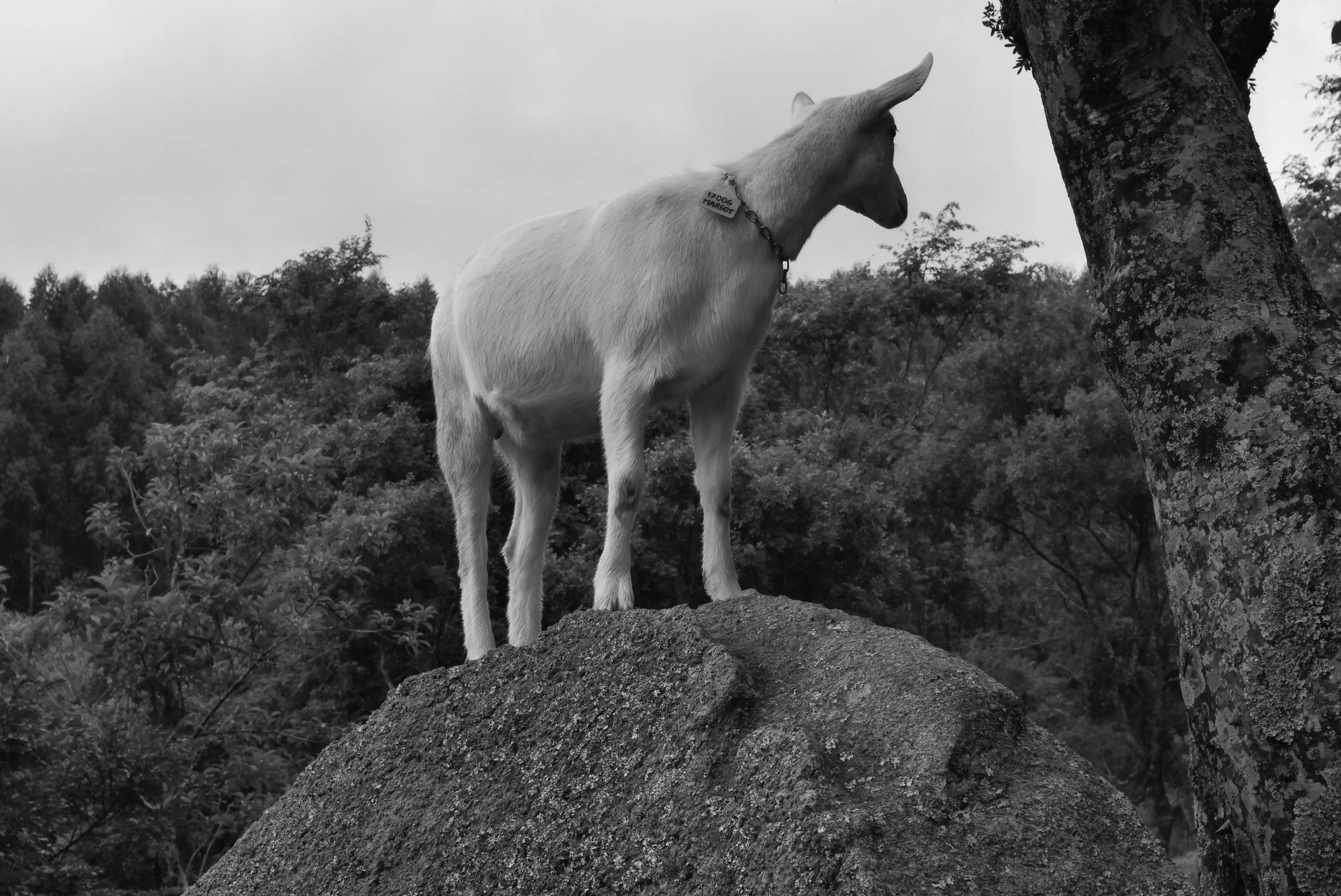A goat standing on a large rock, facing right, with trees and foliage in the background, in black and white.