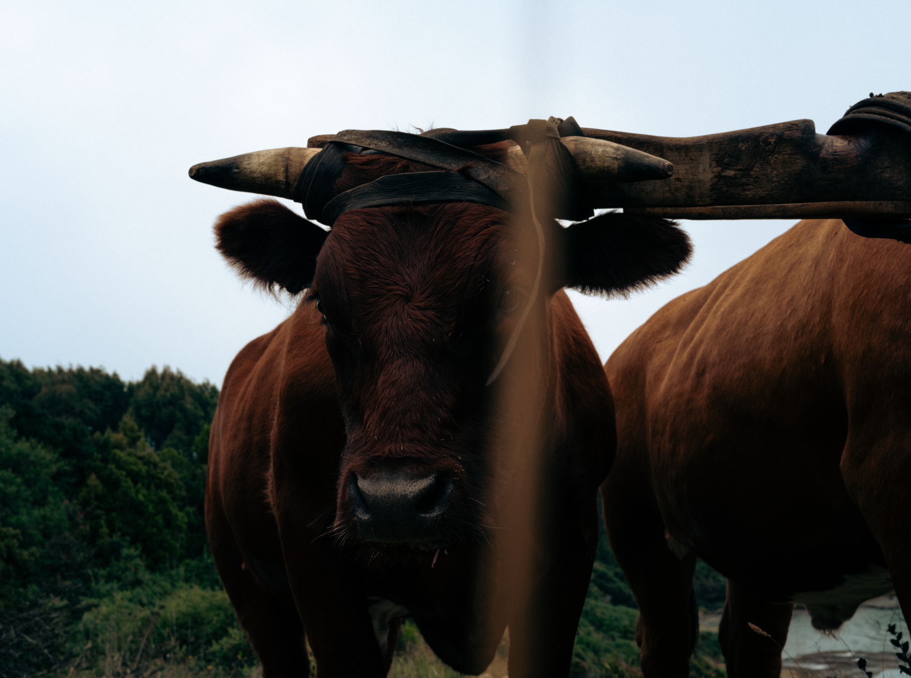 Close-up of a brown cow with large horns, standing outdoors with a background of trees and a cloudy sky.