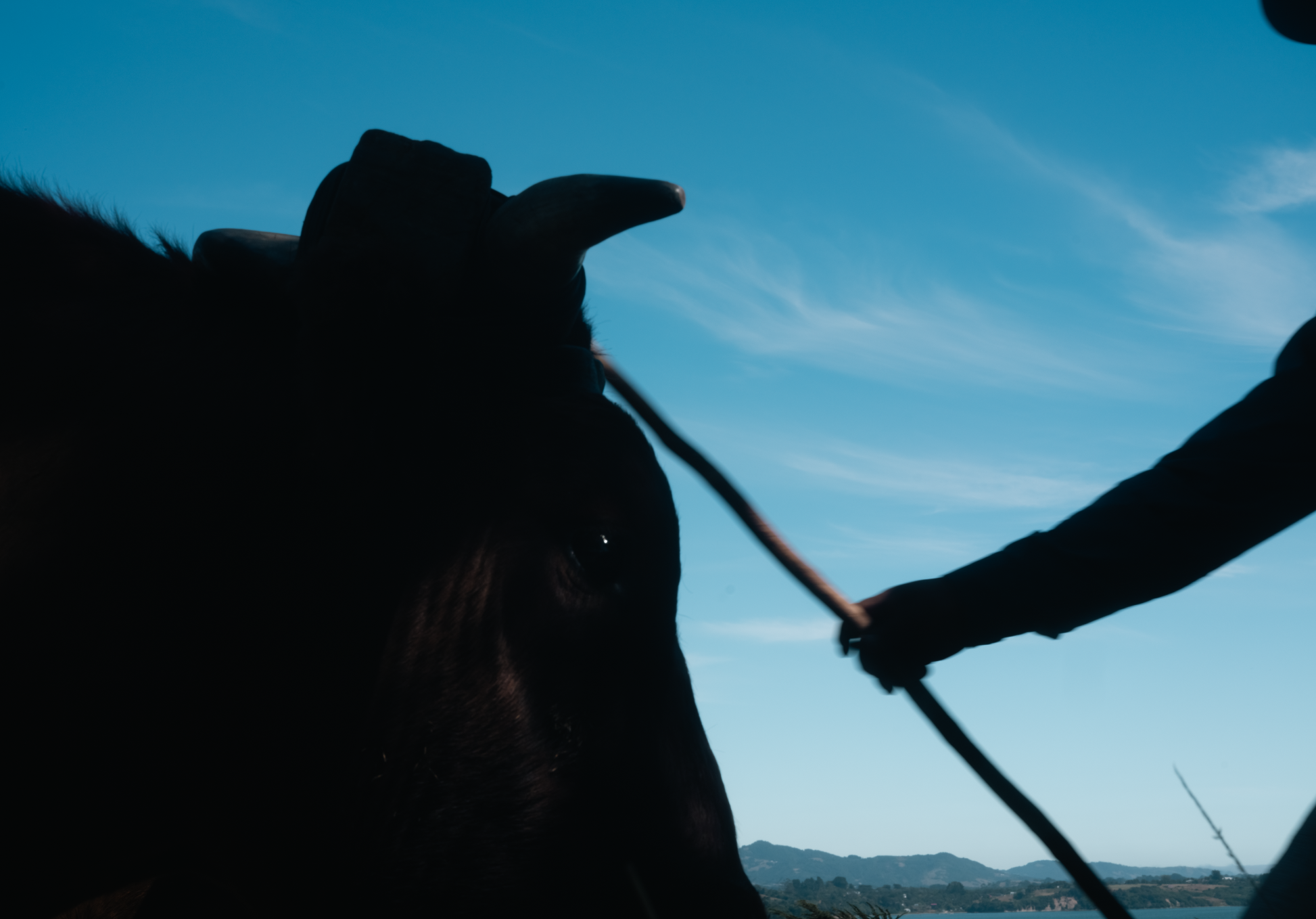 Silhouette of a person holding a rope attached to a dark-colored cow against a blue sky with distant hills. Minga de Tiradura de casas. documentary.