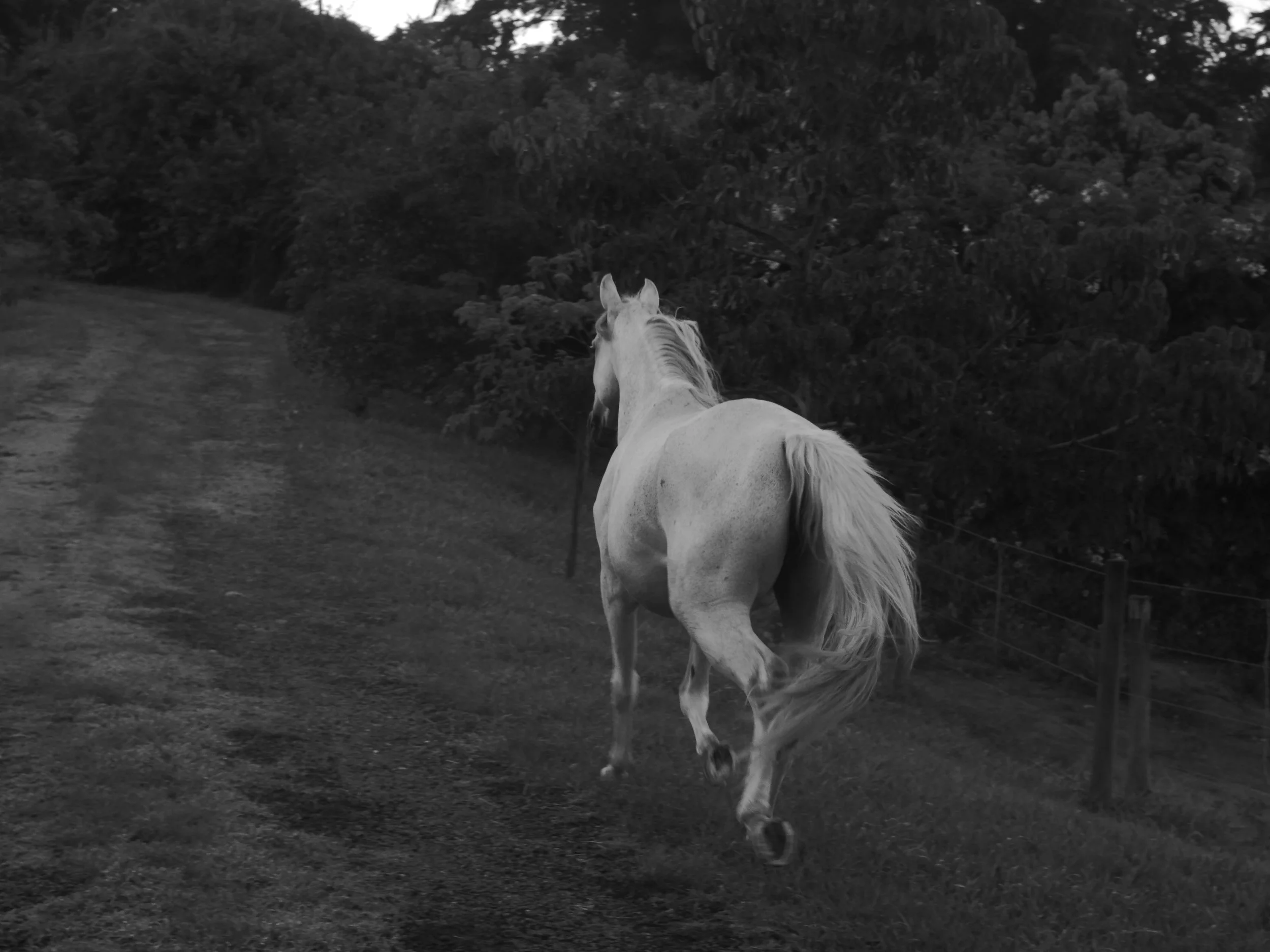 A white horse running along a dirt path beside a fenced area with trees and bushes in the background, in black and white.