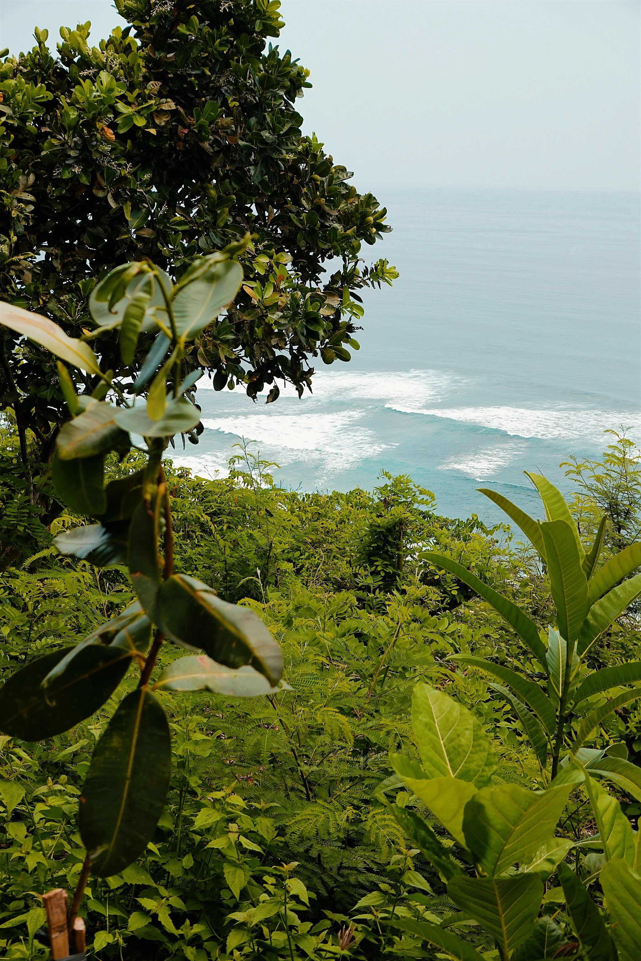 Lush green tropical plants and trees on a hillside overlook the ocean, with waves visible in the distance, under a light blue sky.