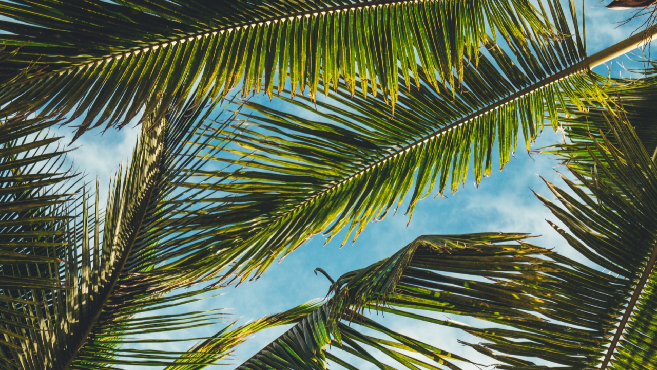 Looking up at palm tree fronds against the blue sky.