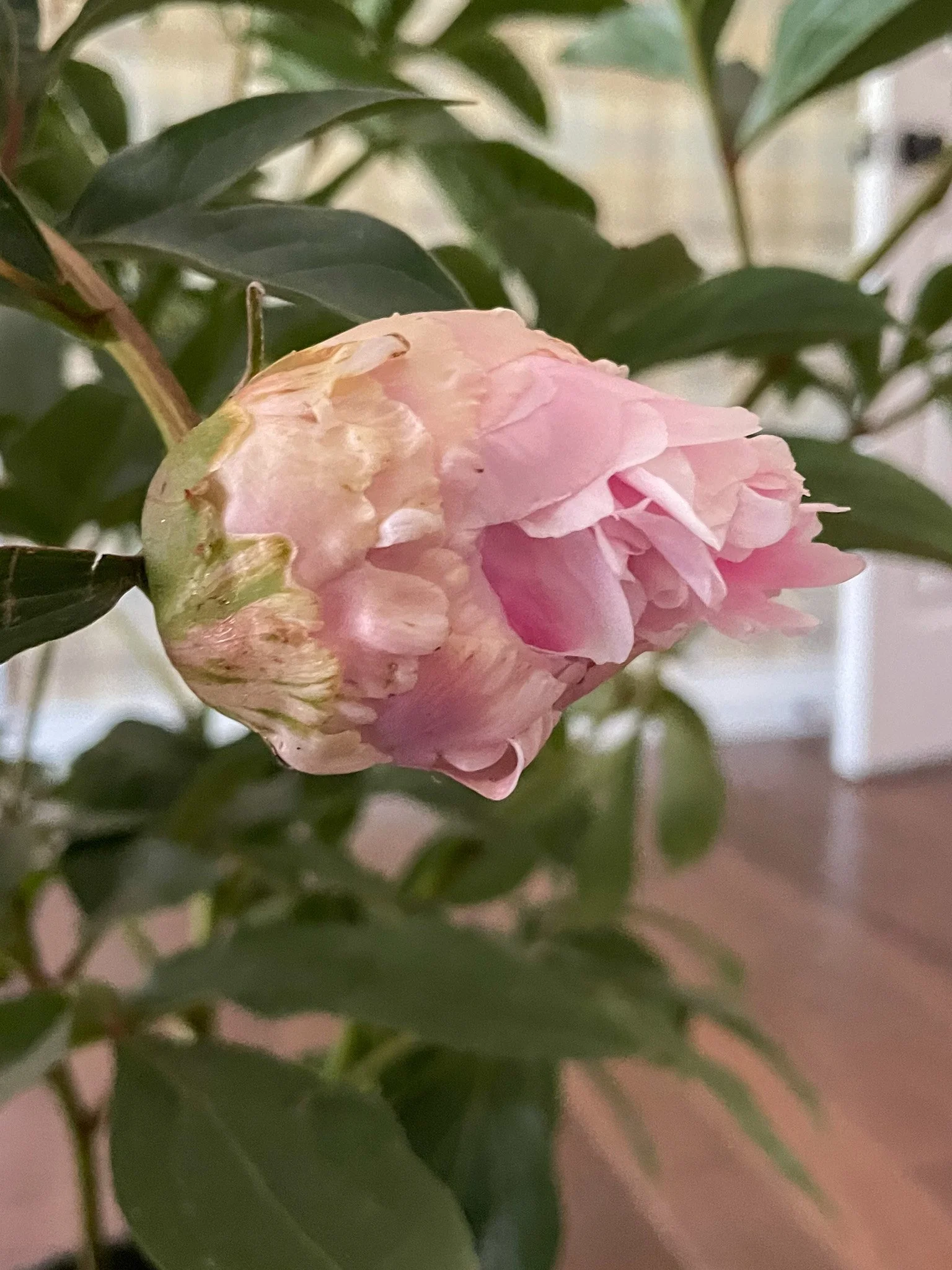 If No One Buys You Flowers