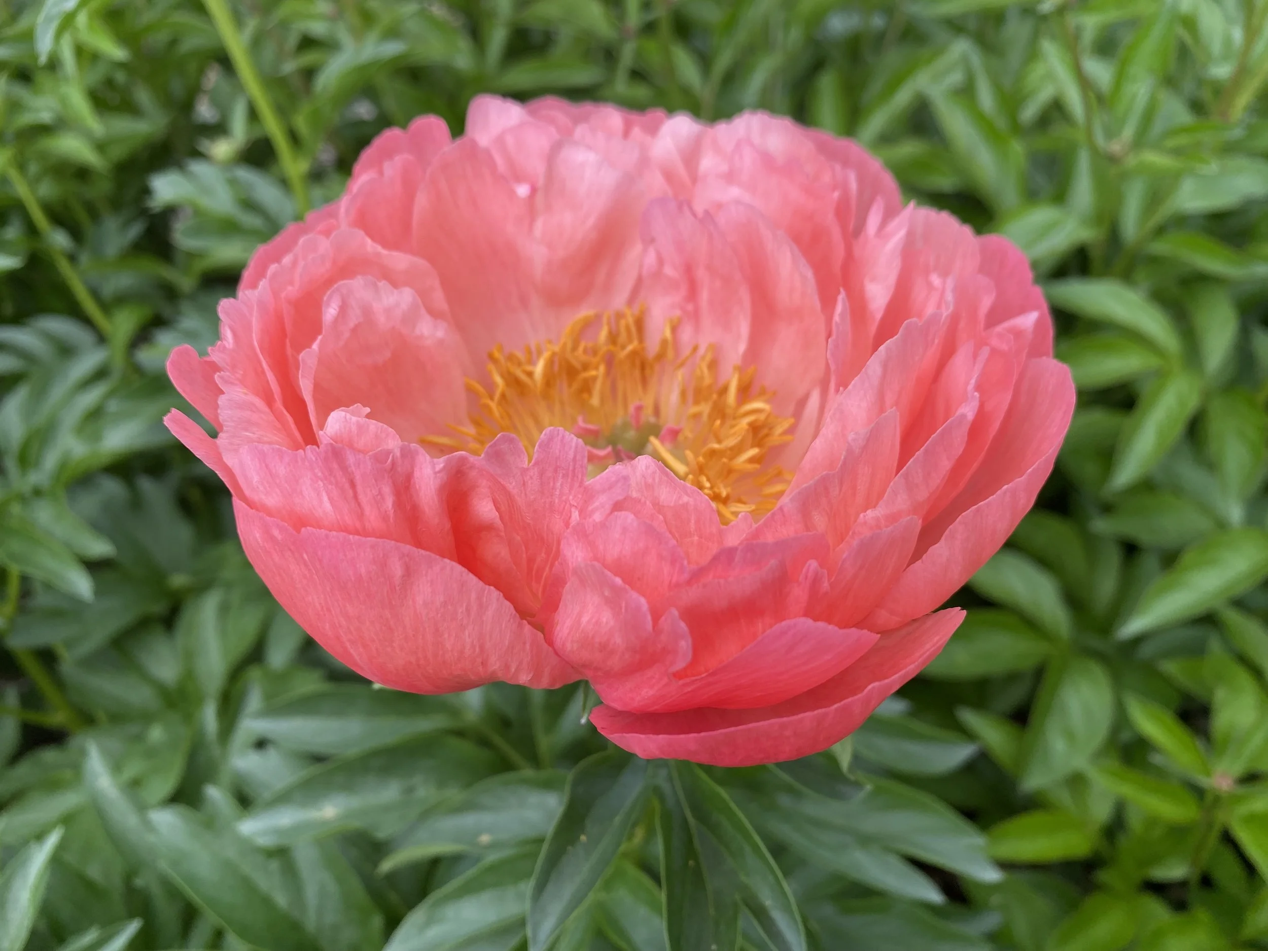 Welcome to The Peony Vale