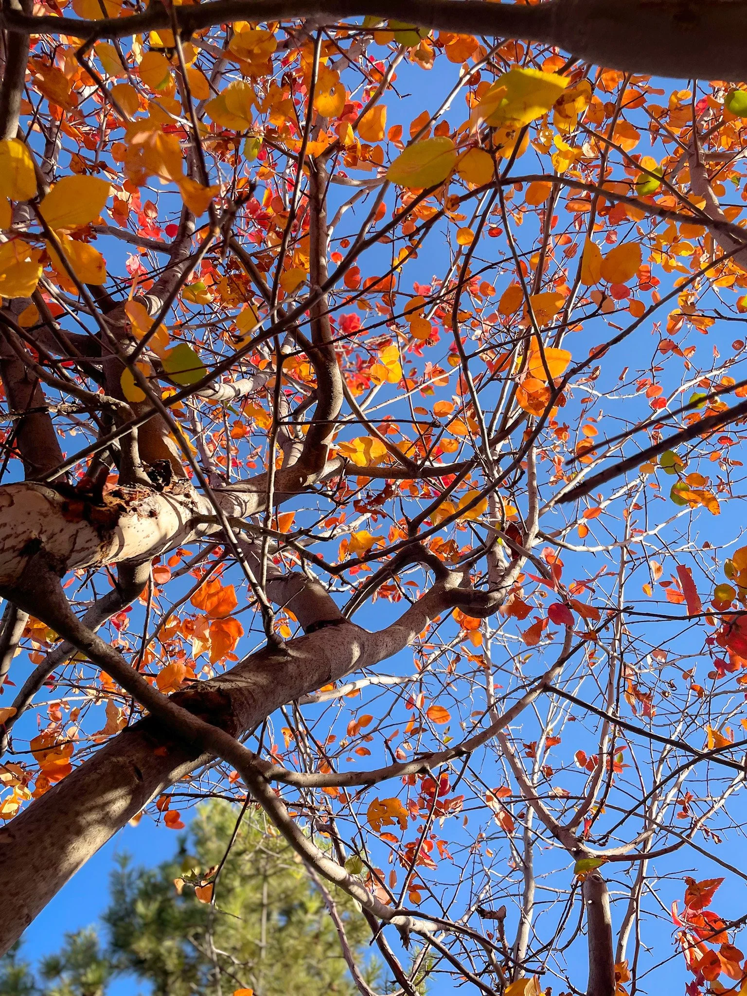 Autumn Light