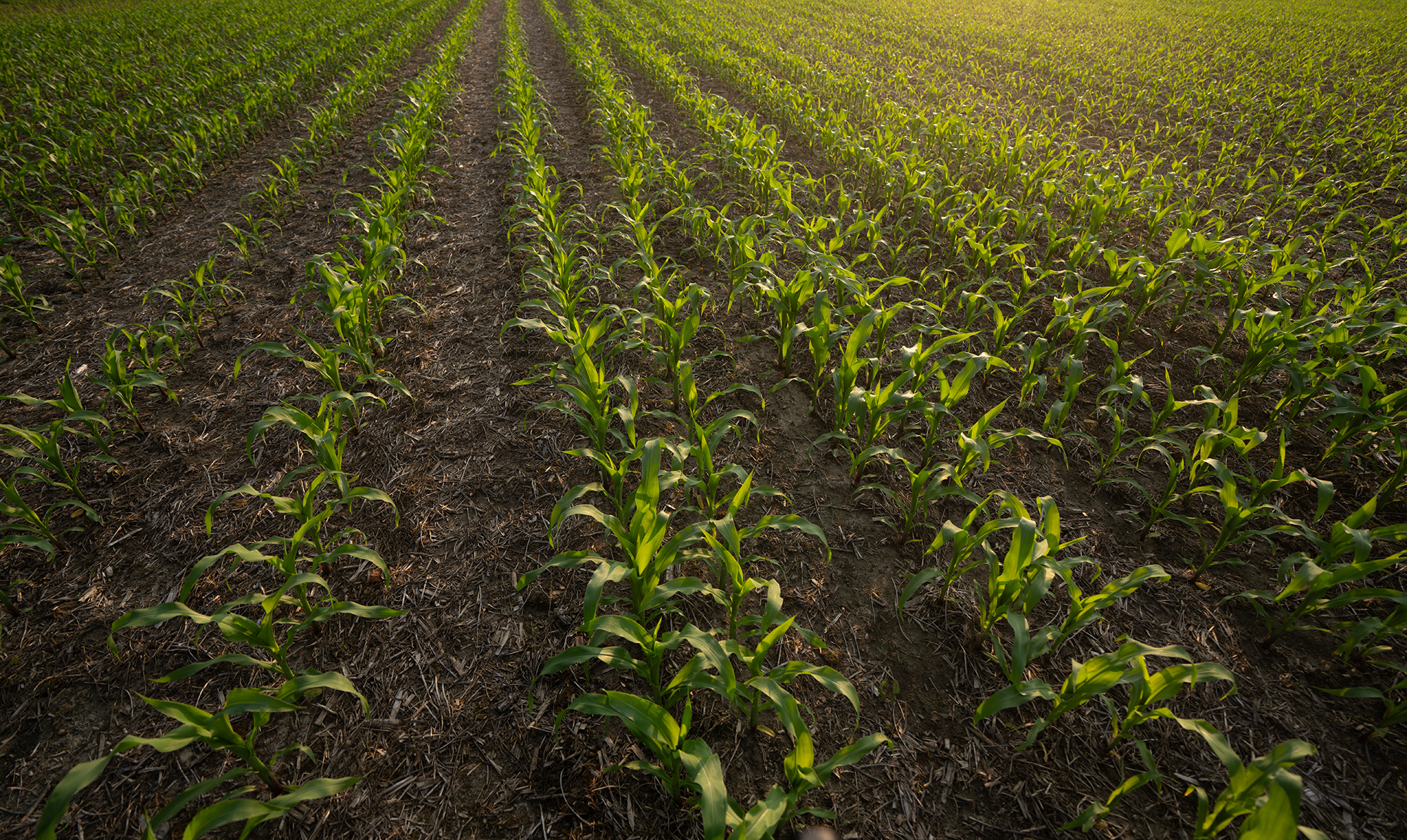 Rosenstiel: 45Z biofuel tax credit should stand as written | Opinion