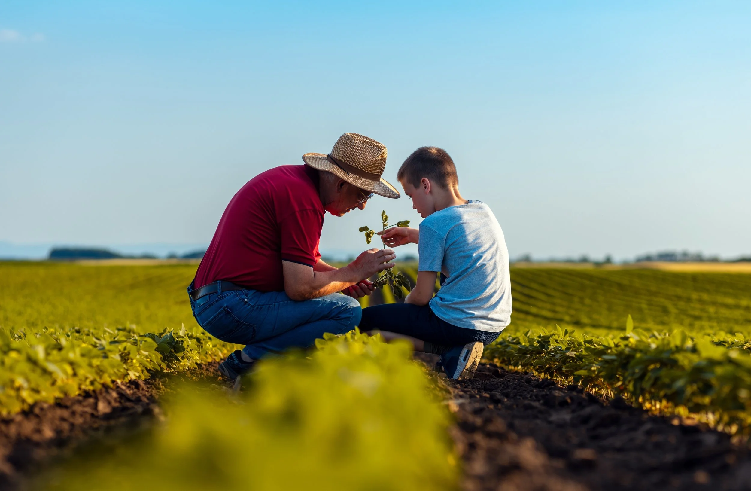 An older man and a young boy kneel in a field of green crops, examining a plant together under a clear blue sky. The man wears a wide-brimmed straw hat and a red shirt, while the boy wears a light gray t-shirt.