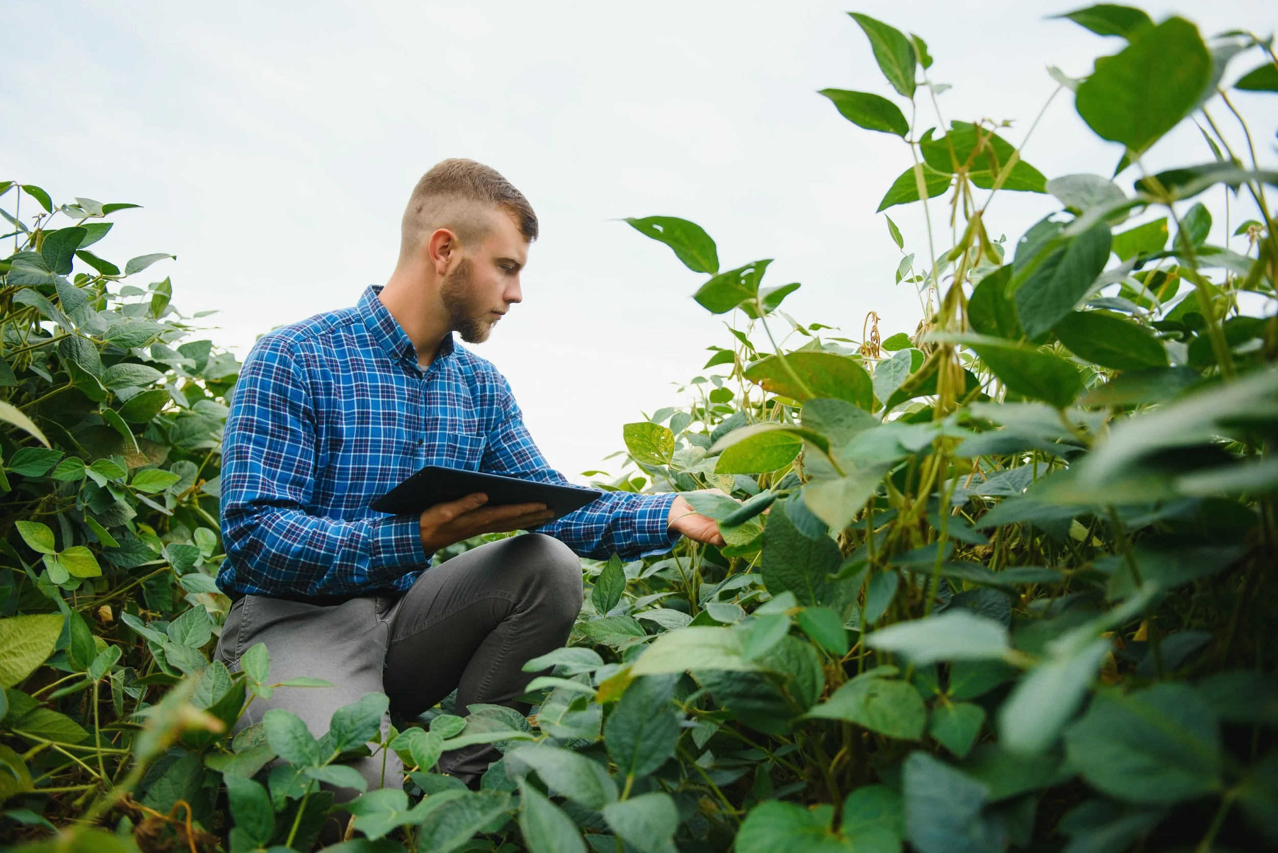 A man inspecting soybean plants in a field with a tablet or notebook in hand.